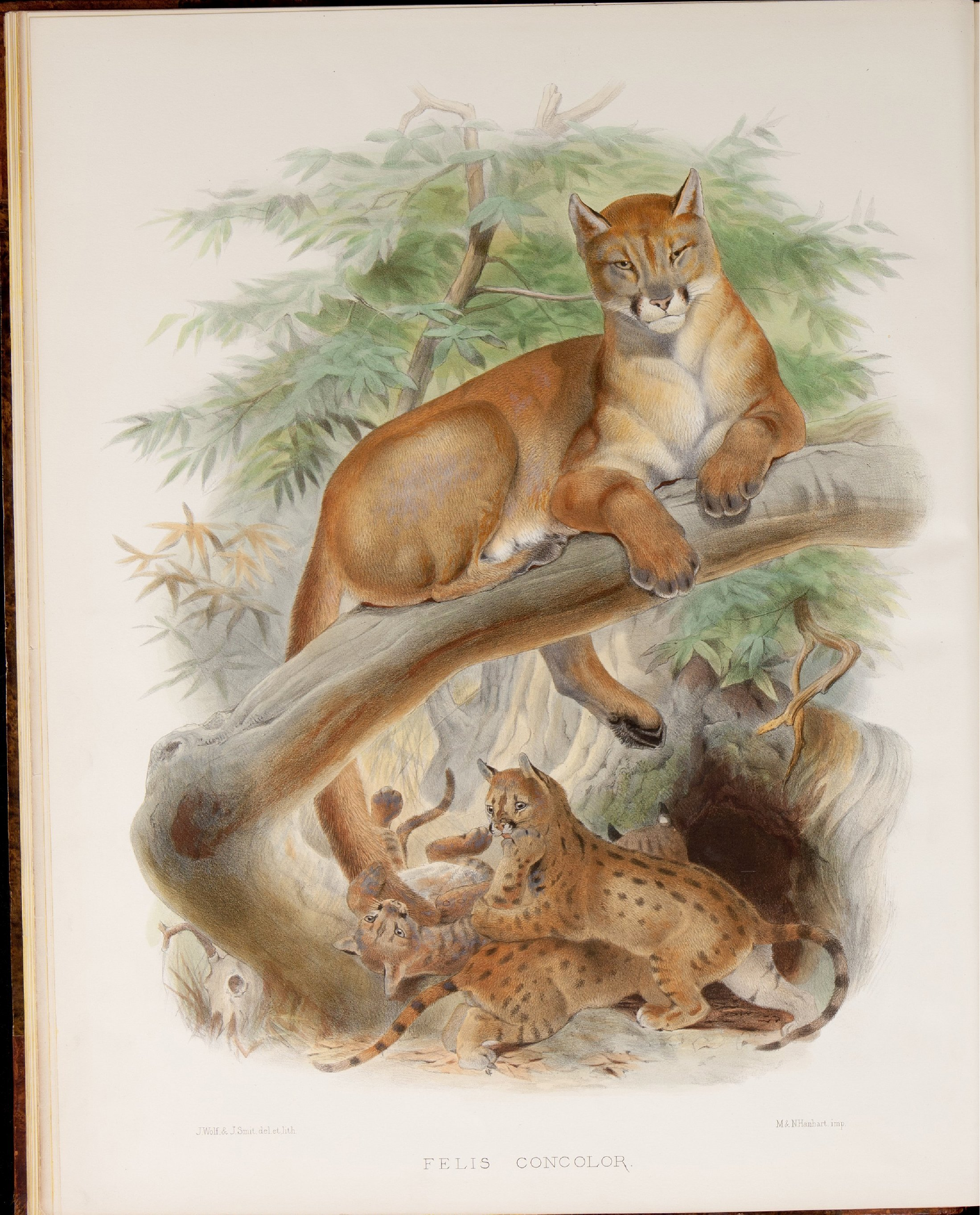 猫科动物图鉴1883年.pdf 第4页