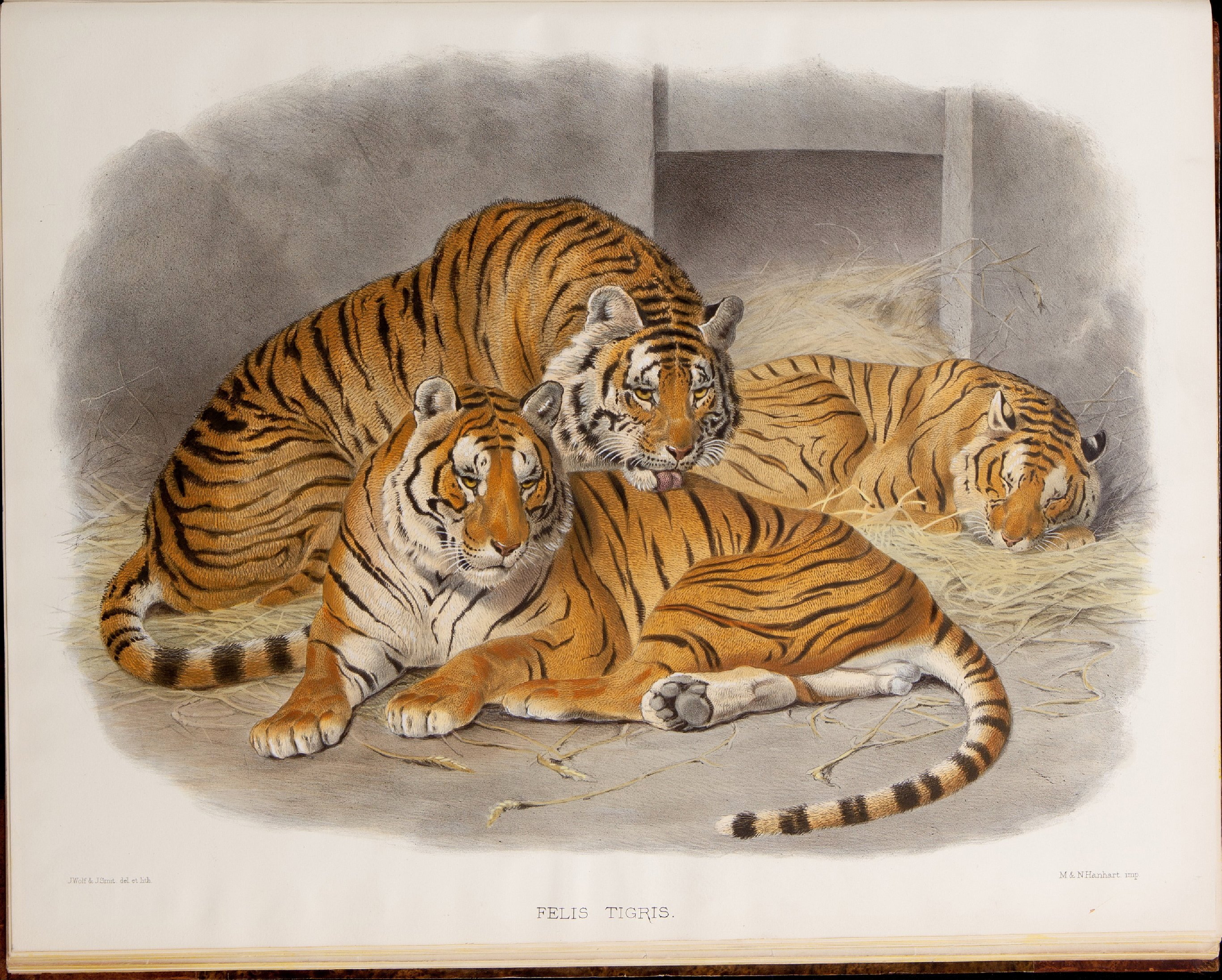 猫科动物图鉴1883年.pdf 第5页