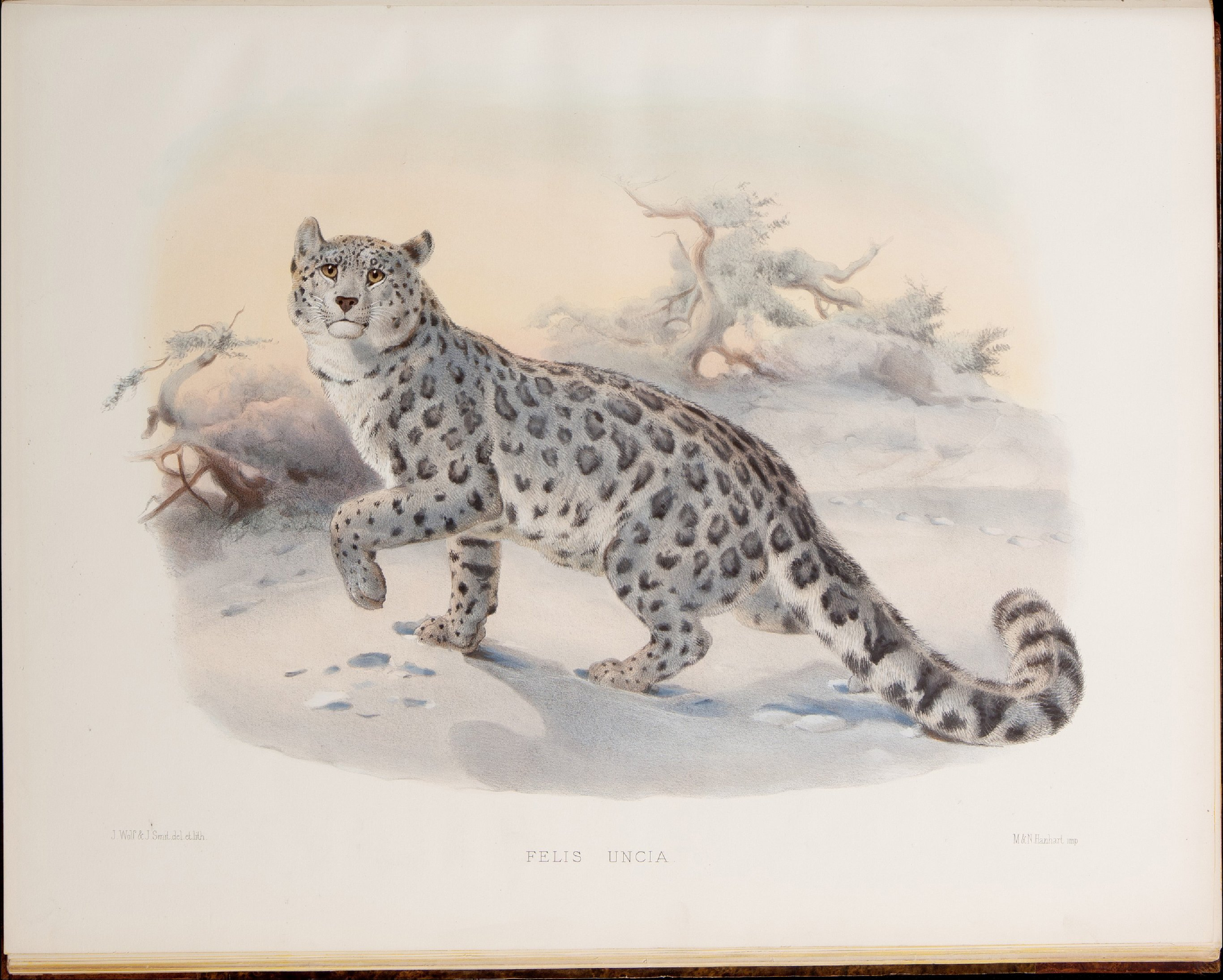 猫科动物图鉴1883年.pdf 第6页