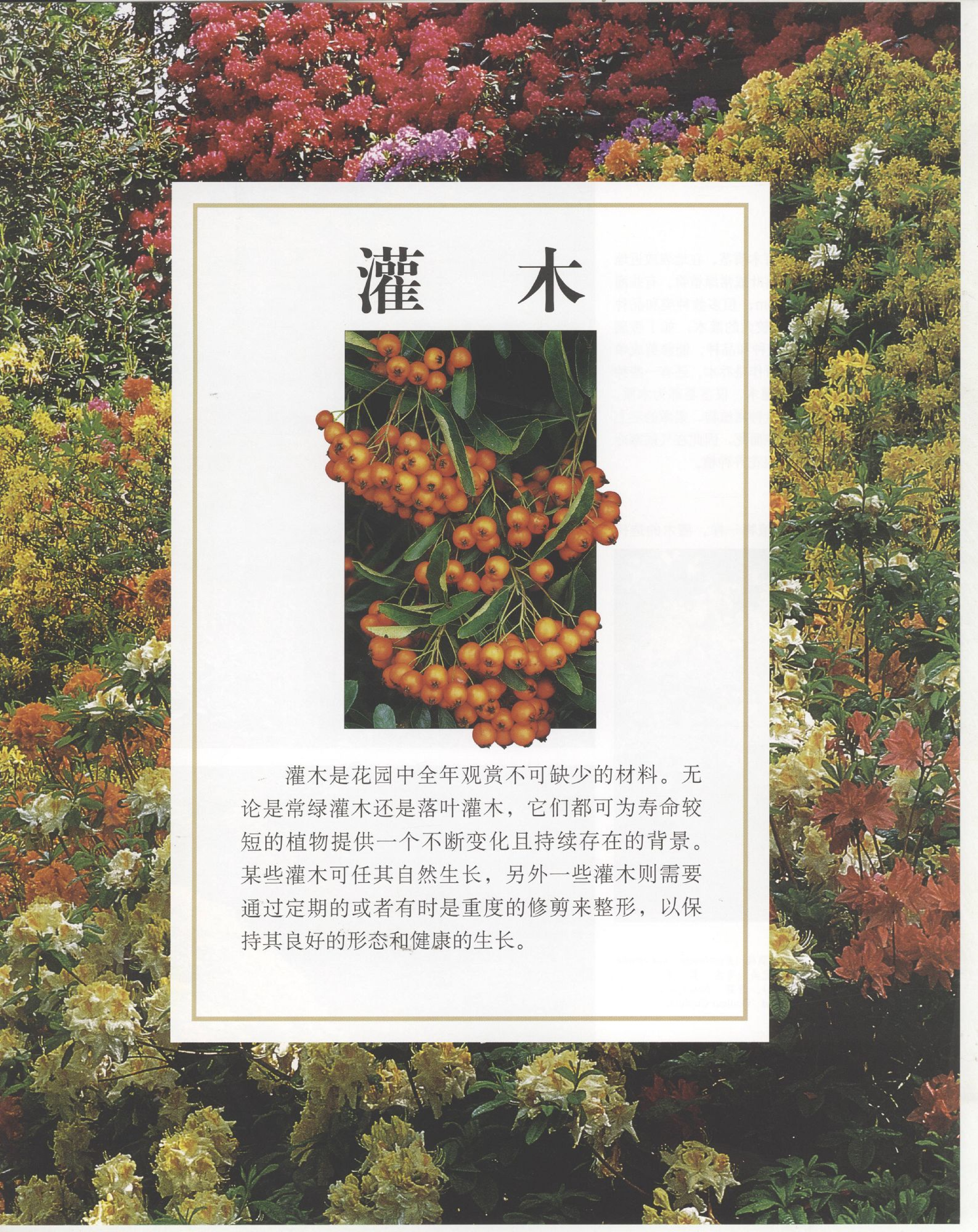 世界园林植物与花卉百科全书.4灌木.pdf 第1页
