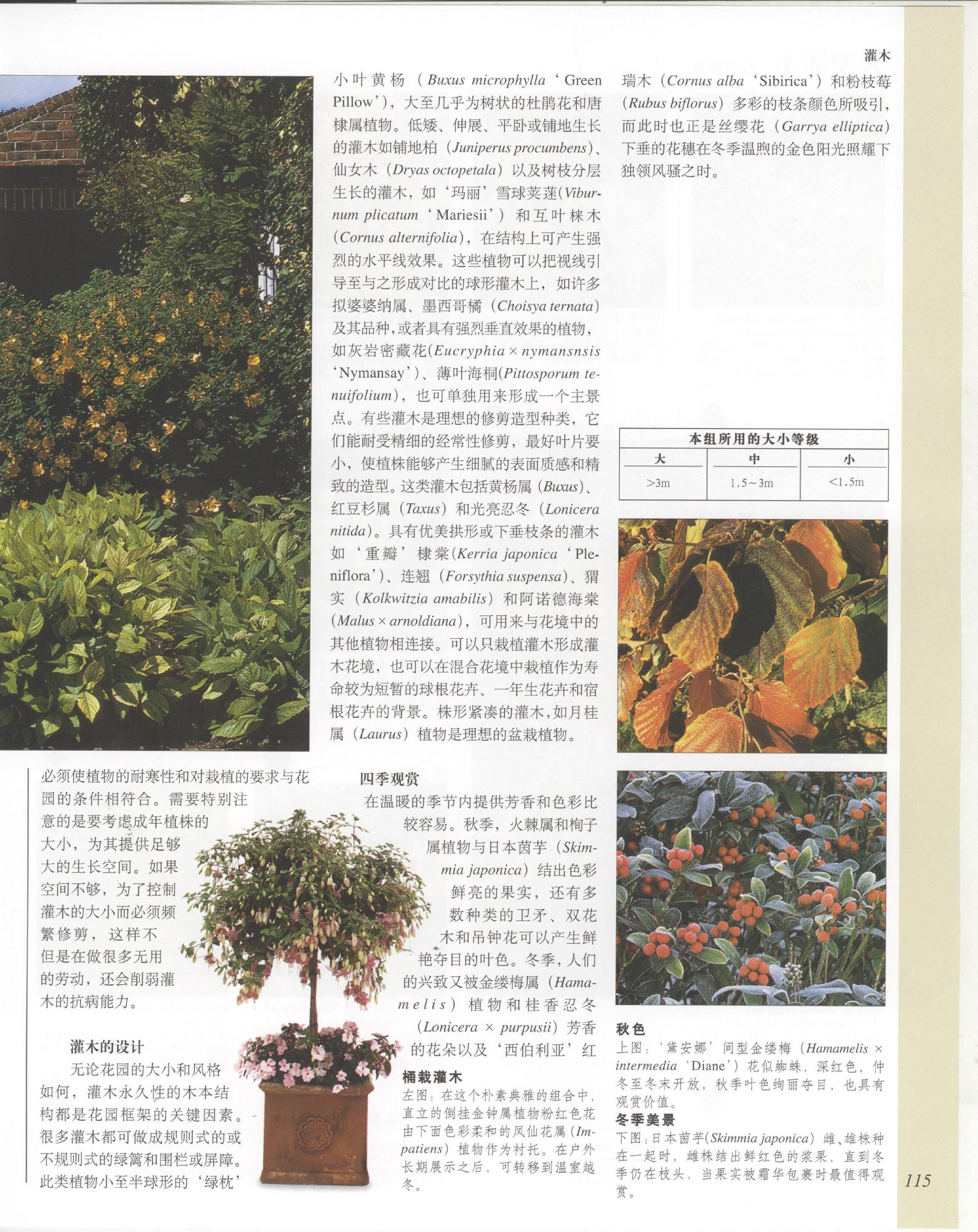 世界园林植物与花卉百科全书.4灌木.pdf 第3页