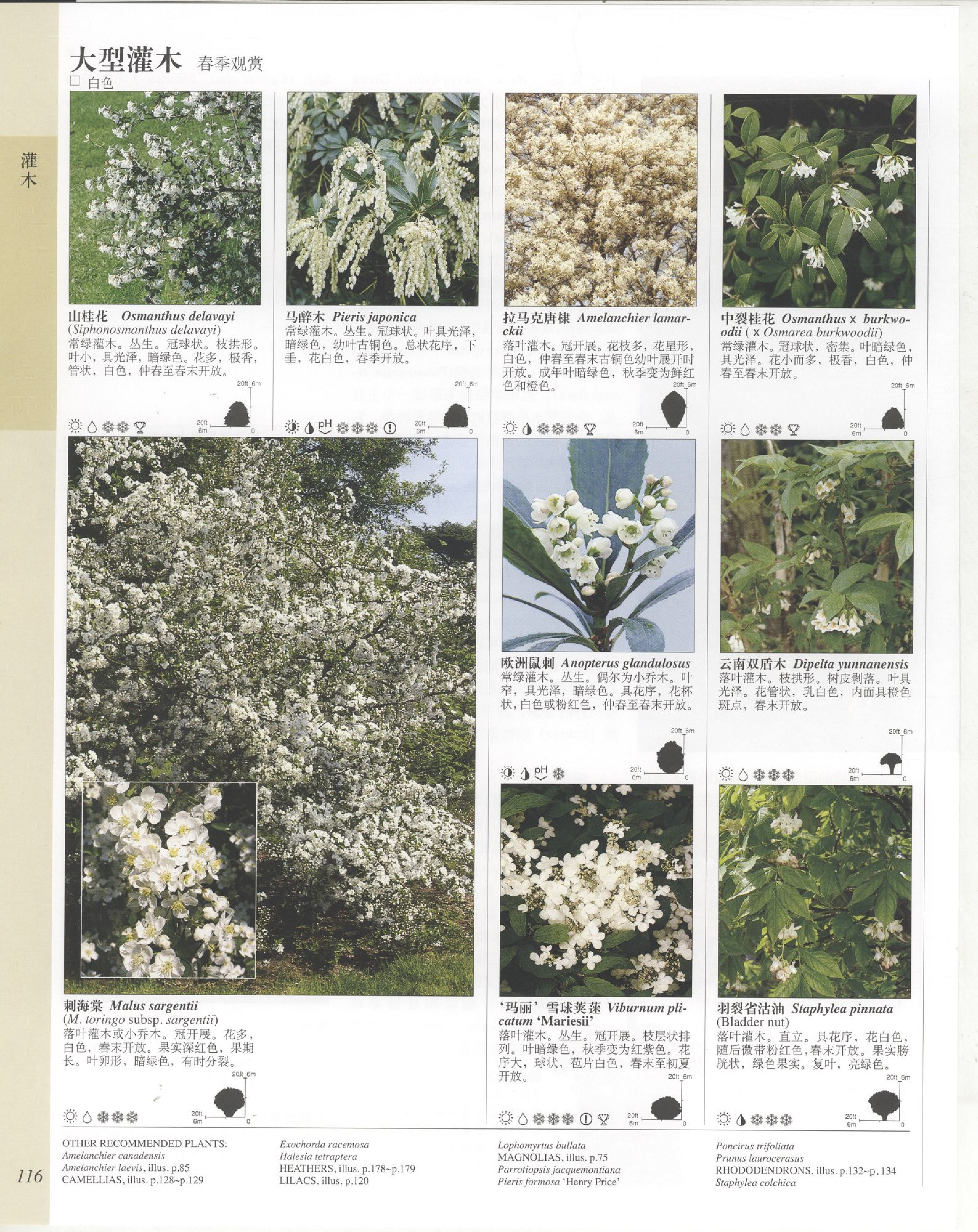 世界园林植物与花卉百科全书.4灌木.pdf 第4页