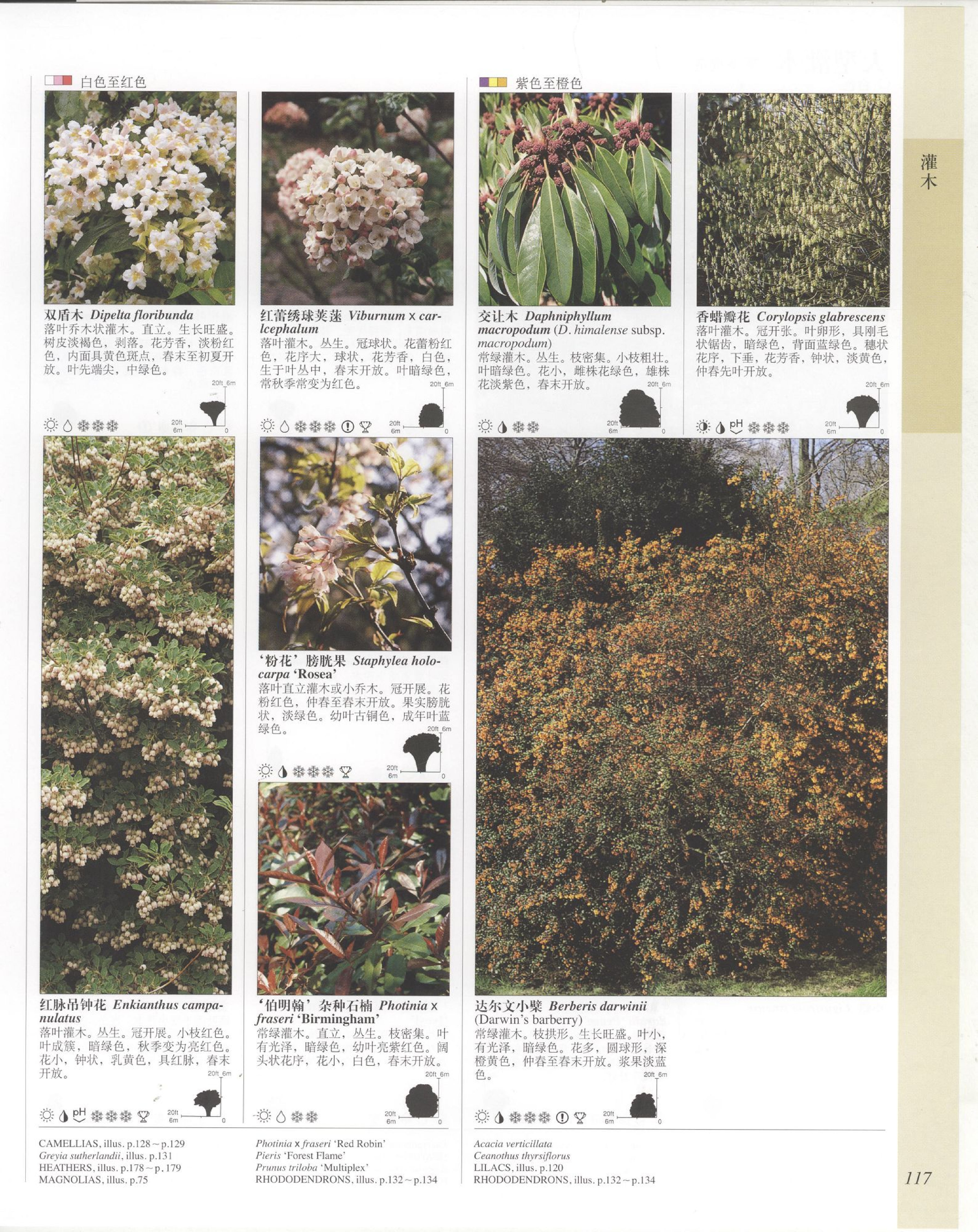 世界园林植物与花卉百科全书.4灌木.pdf 第5页