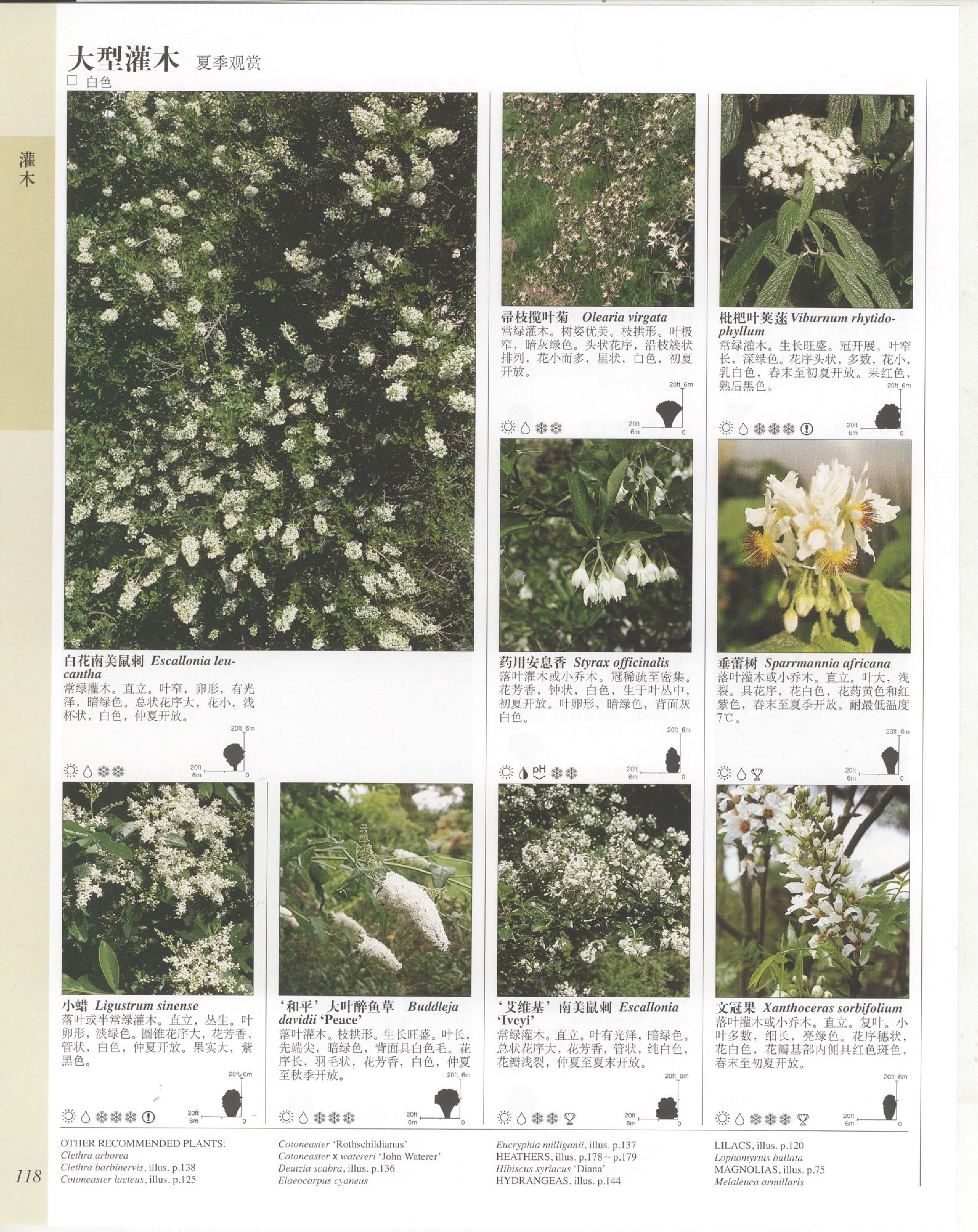 世界园林植物与花卉百科全书.4灌木.pdf 第6页
