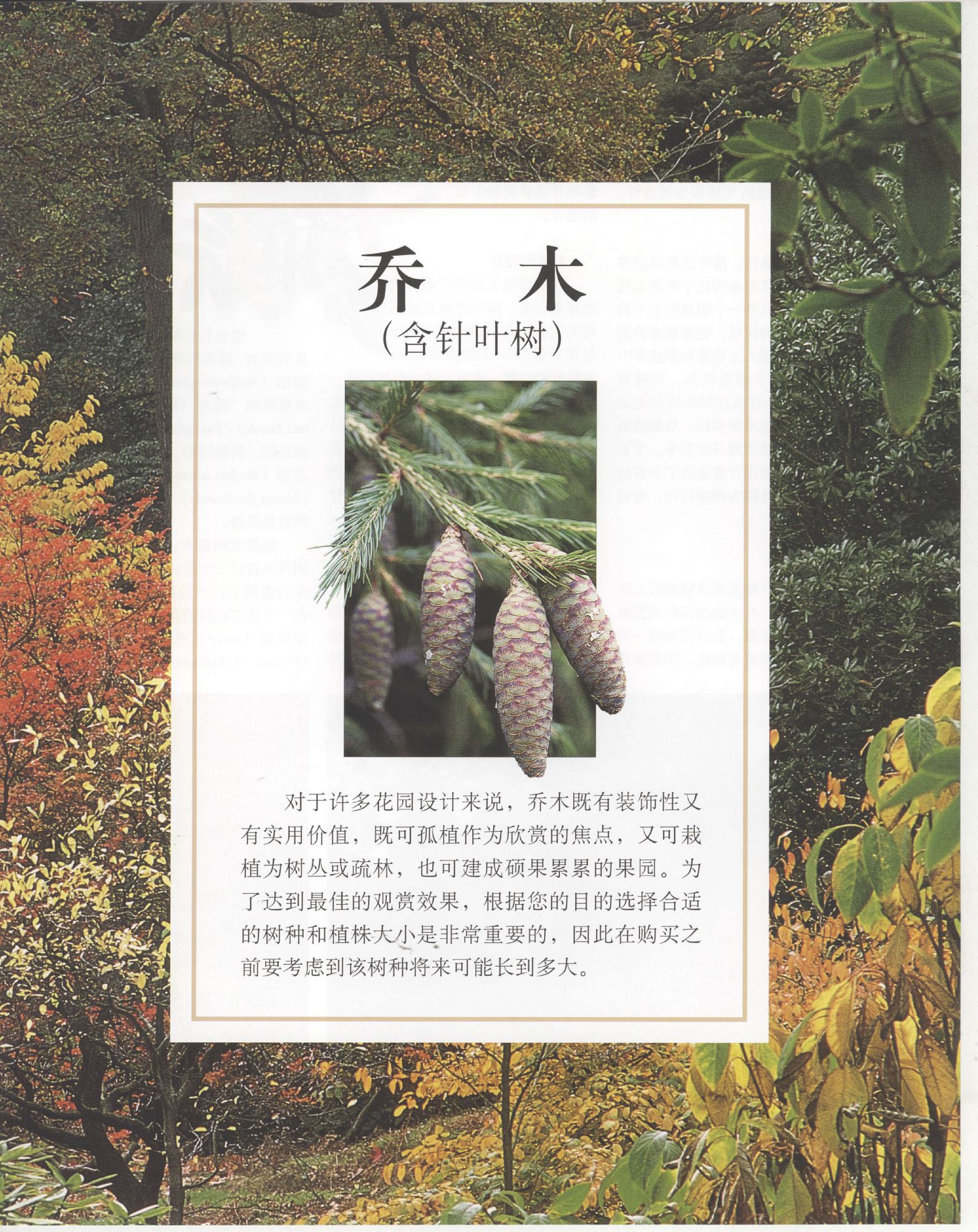 世界园林植物与花卉百科全书.3乔木.pdf 第1页