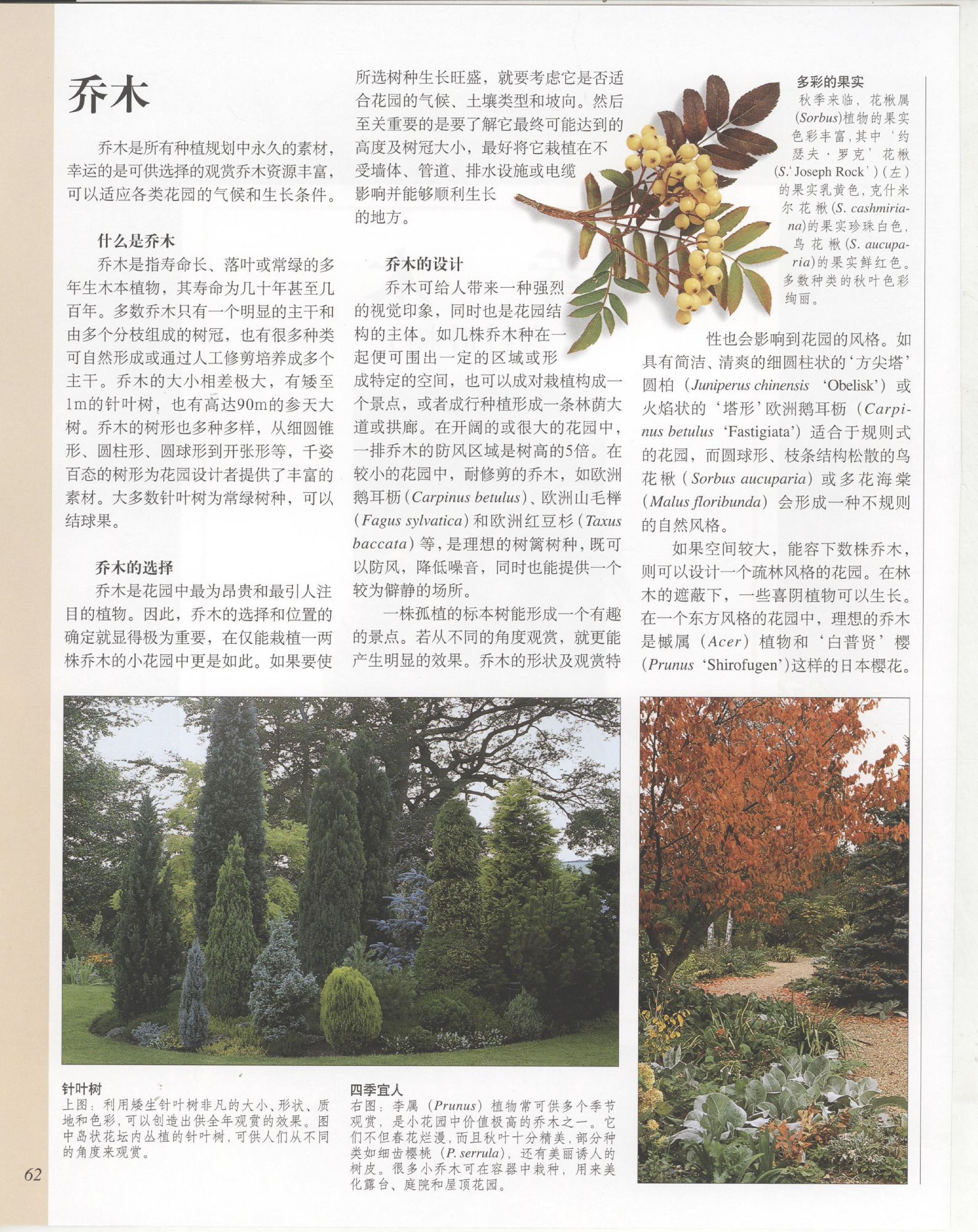 世界园林植物与花卉百科全书.3乔木.pdf 第2页