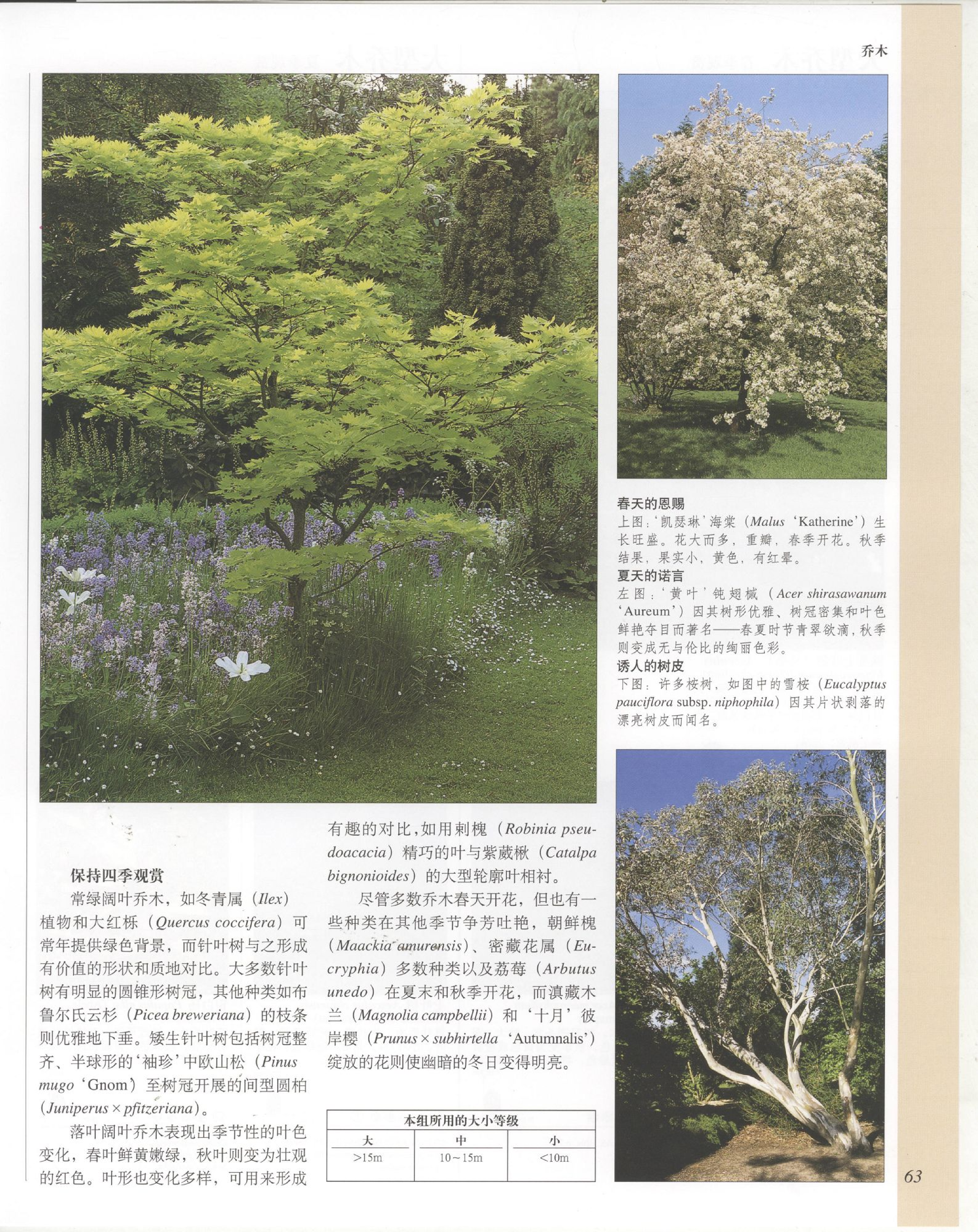 世界园林植物与花卉百科全书.3乔木.pdf 第3页