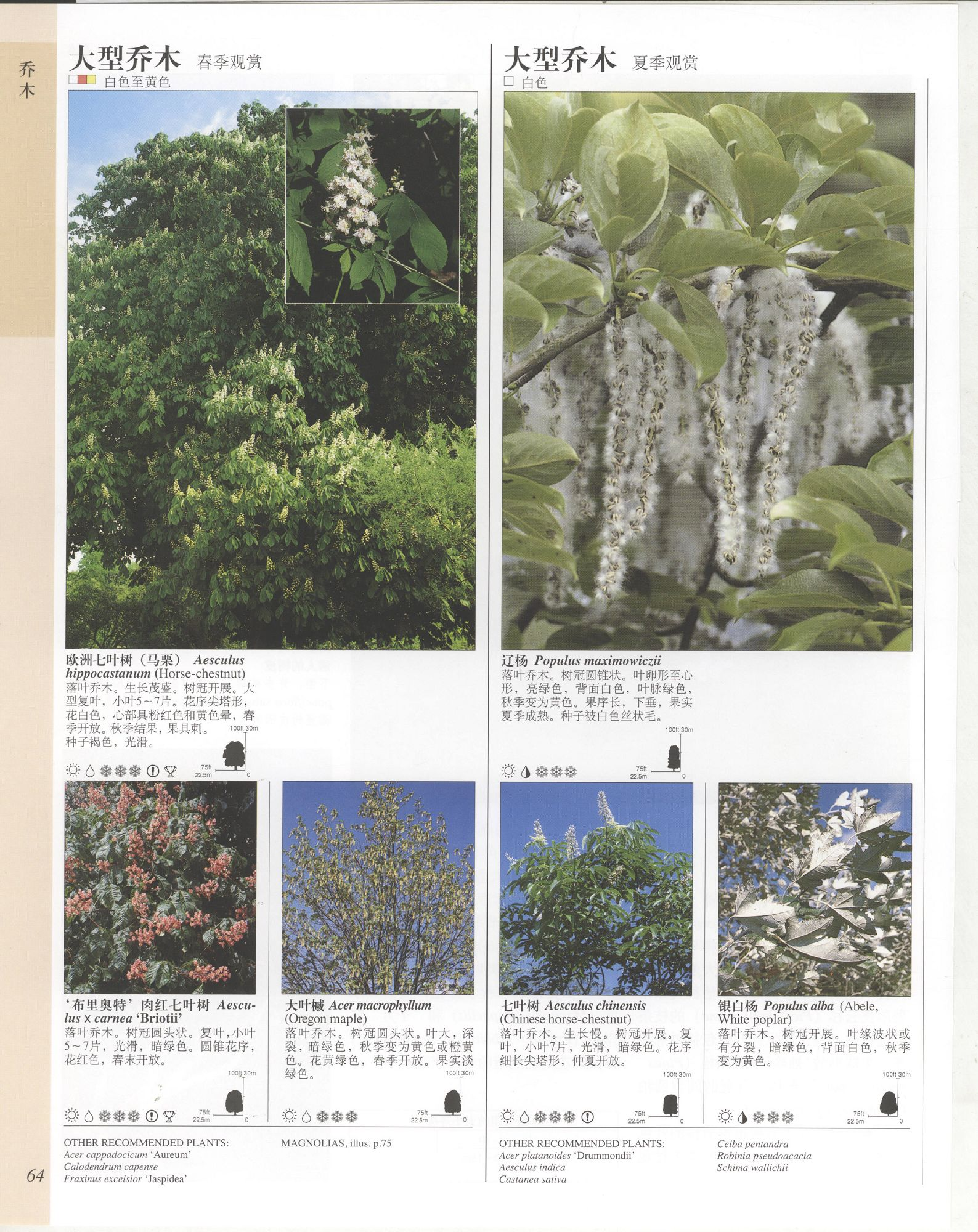 世界园林植物与花卉百科全书.3乔木.pdf 第4页