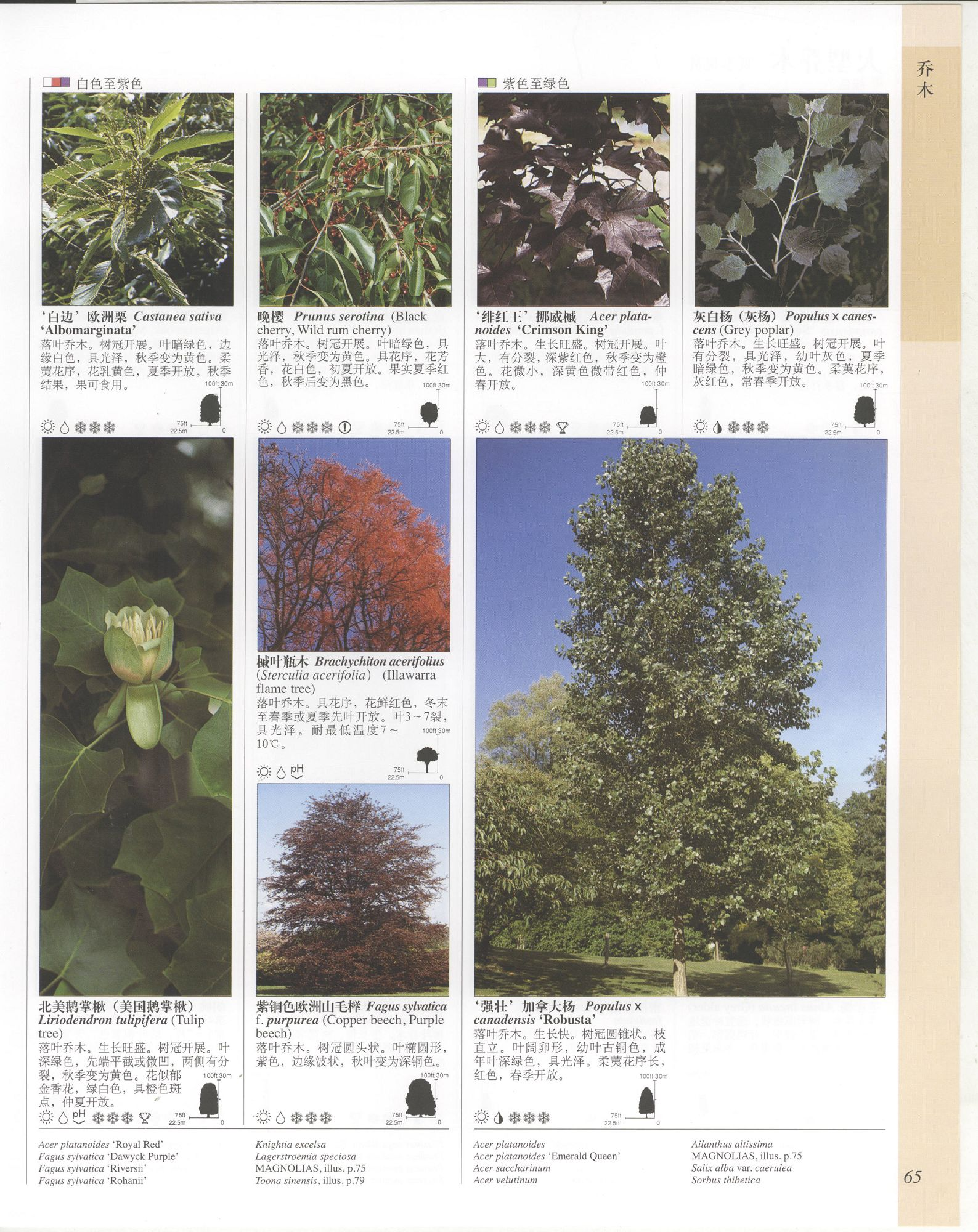 世界园林植物与花卉百科全书.3乔木.pdf 第5页