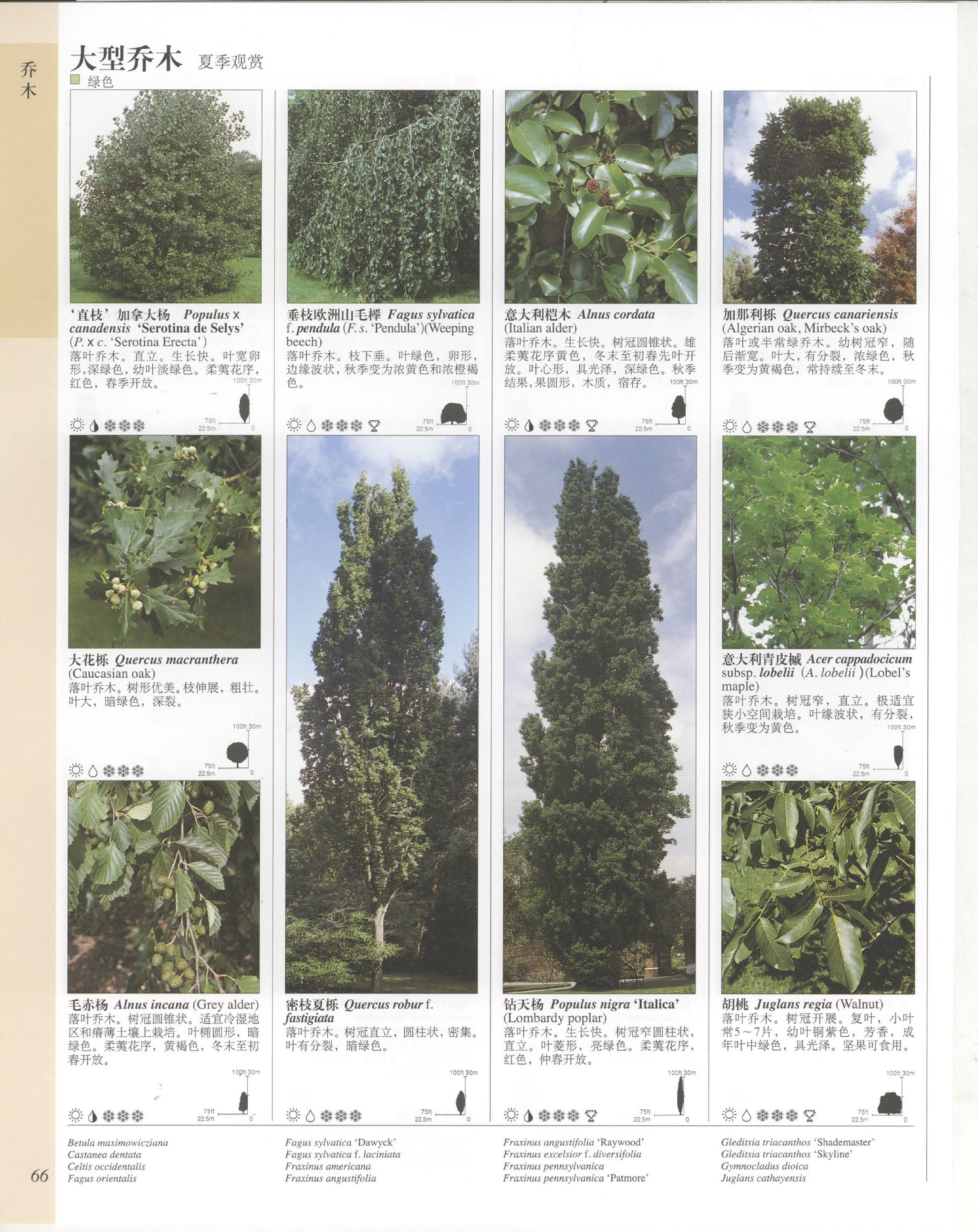 世界园林植物与花卉百科全书.3乔木.pdf 第6页