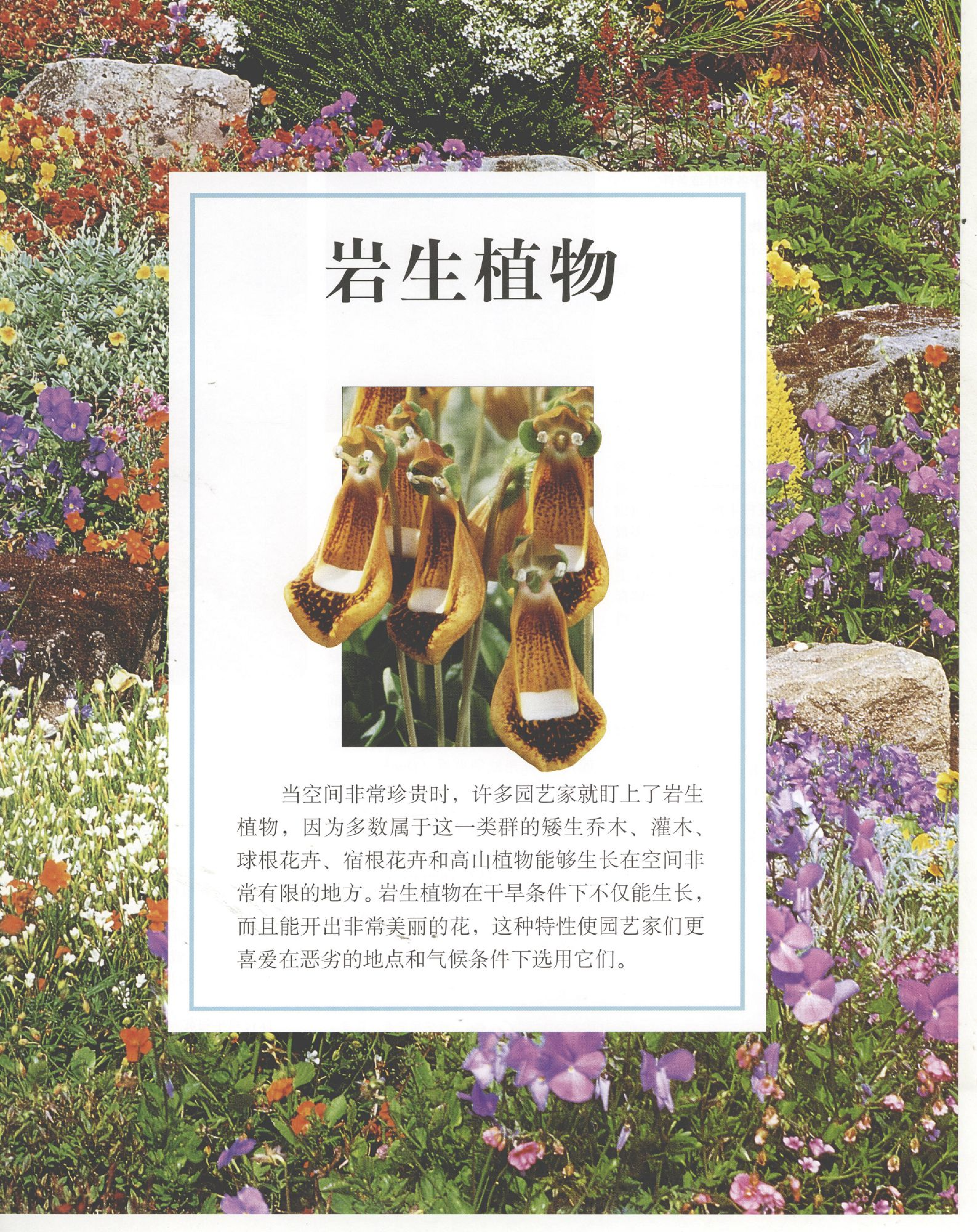 世界园林植物与花卉百科全书.8岩生植物.pdf 第1页