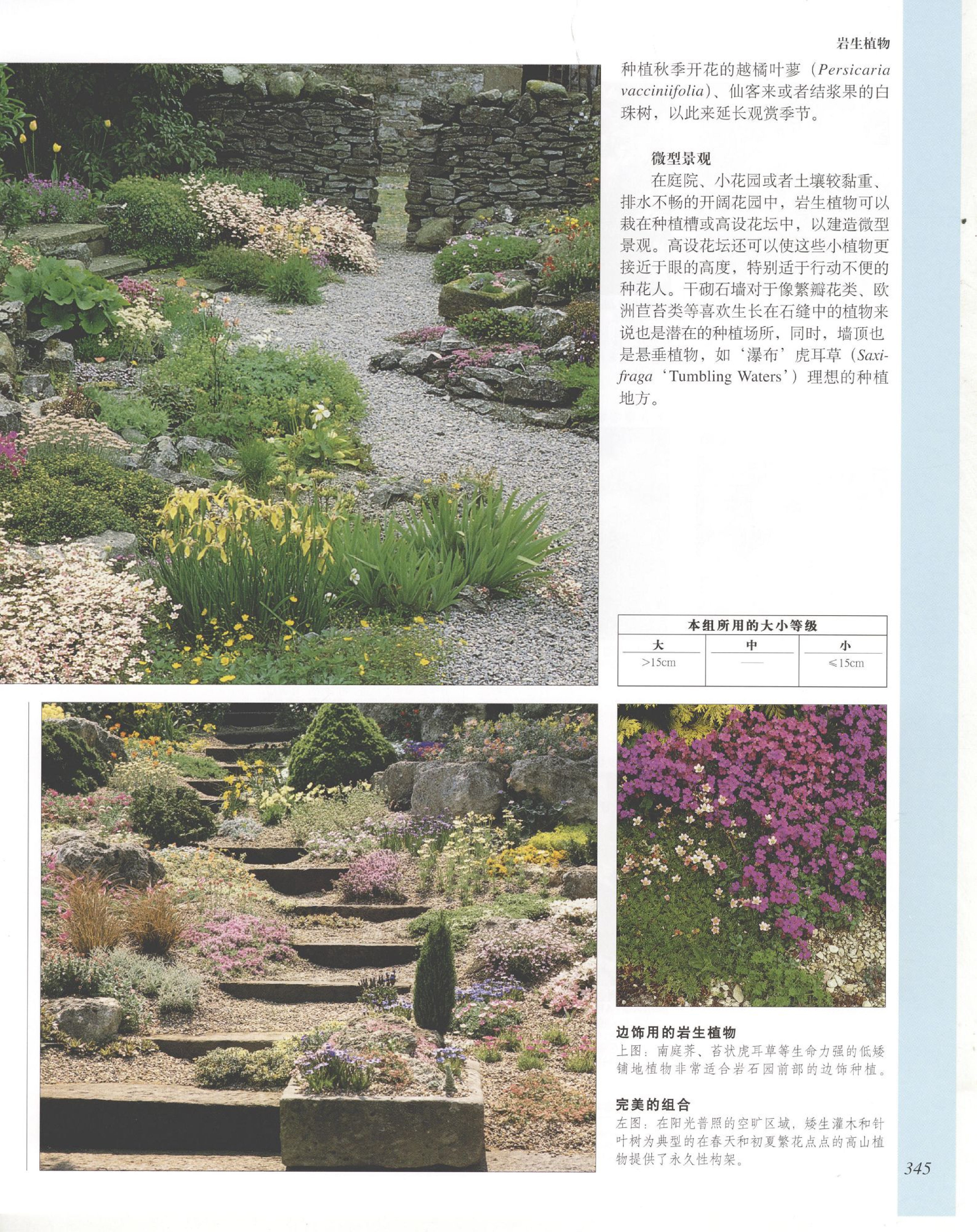 世界园林植物与花卉百科全书.8岩生植物.pdf 第3页