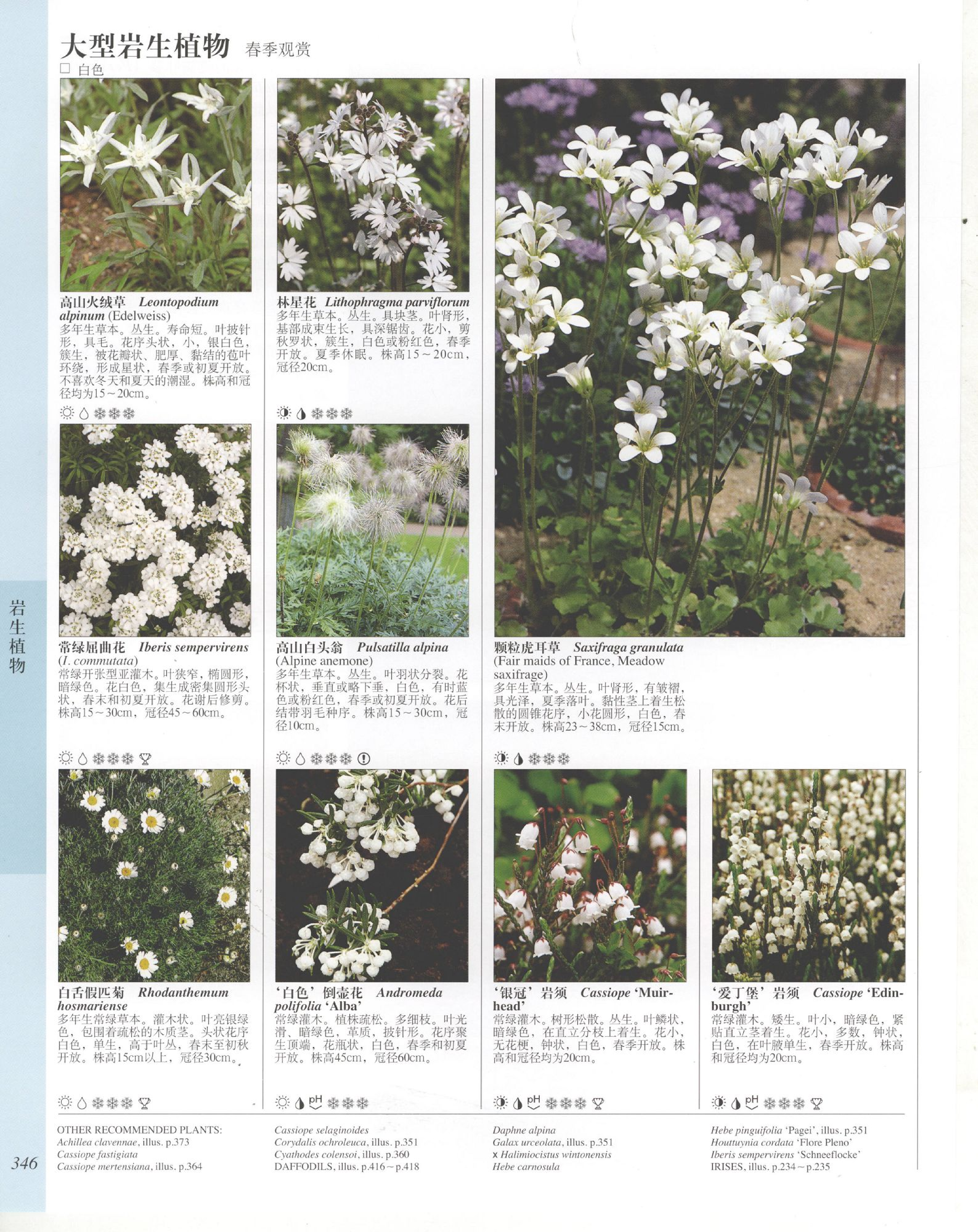 世界园林植物与花卉百科全书.8岩生植物.pdf 第4页