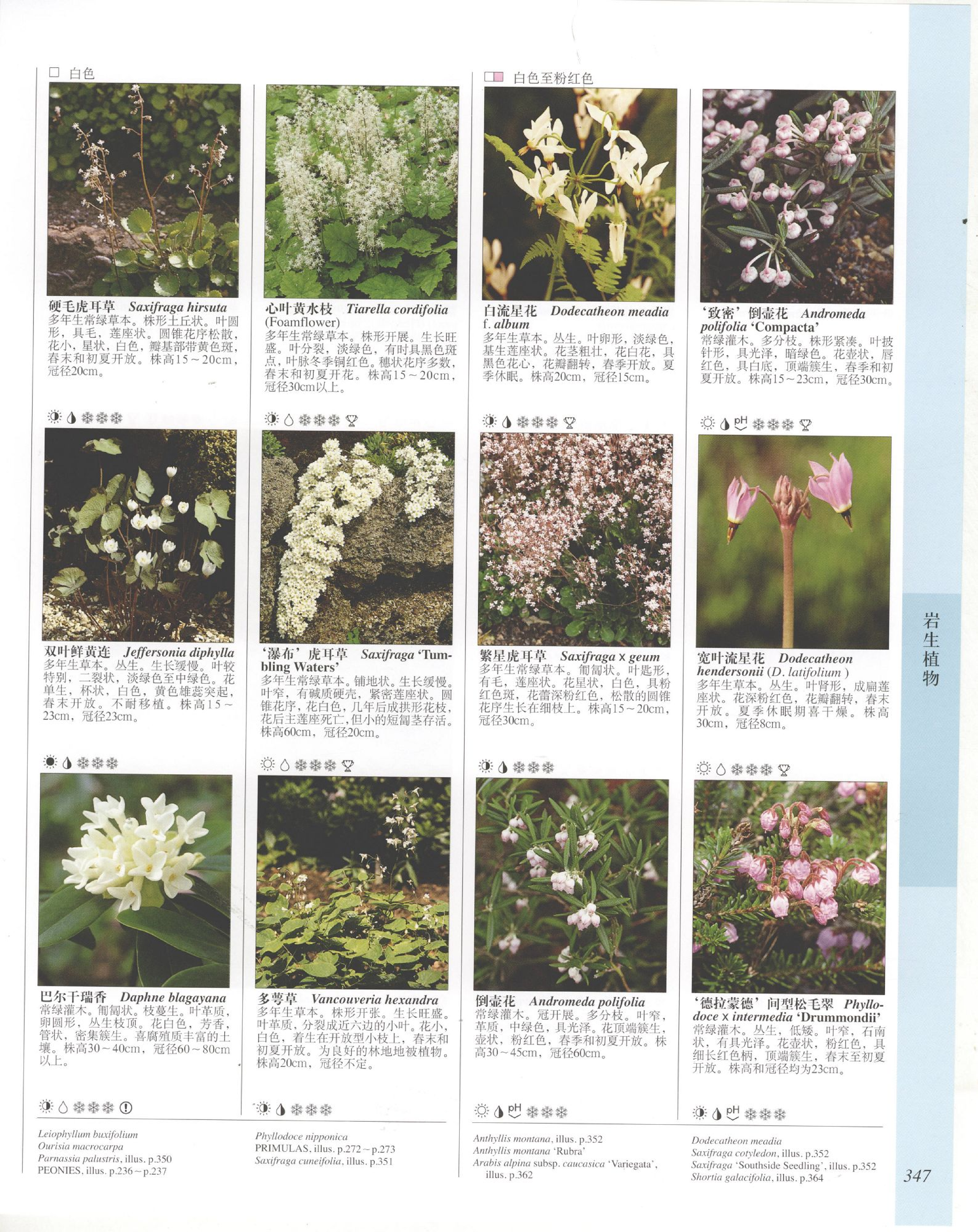 世界园林植物与花卉百科全书.8岩生植物.pdf 第5页