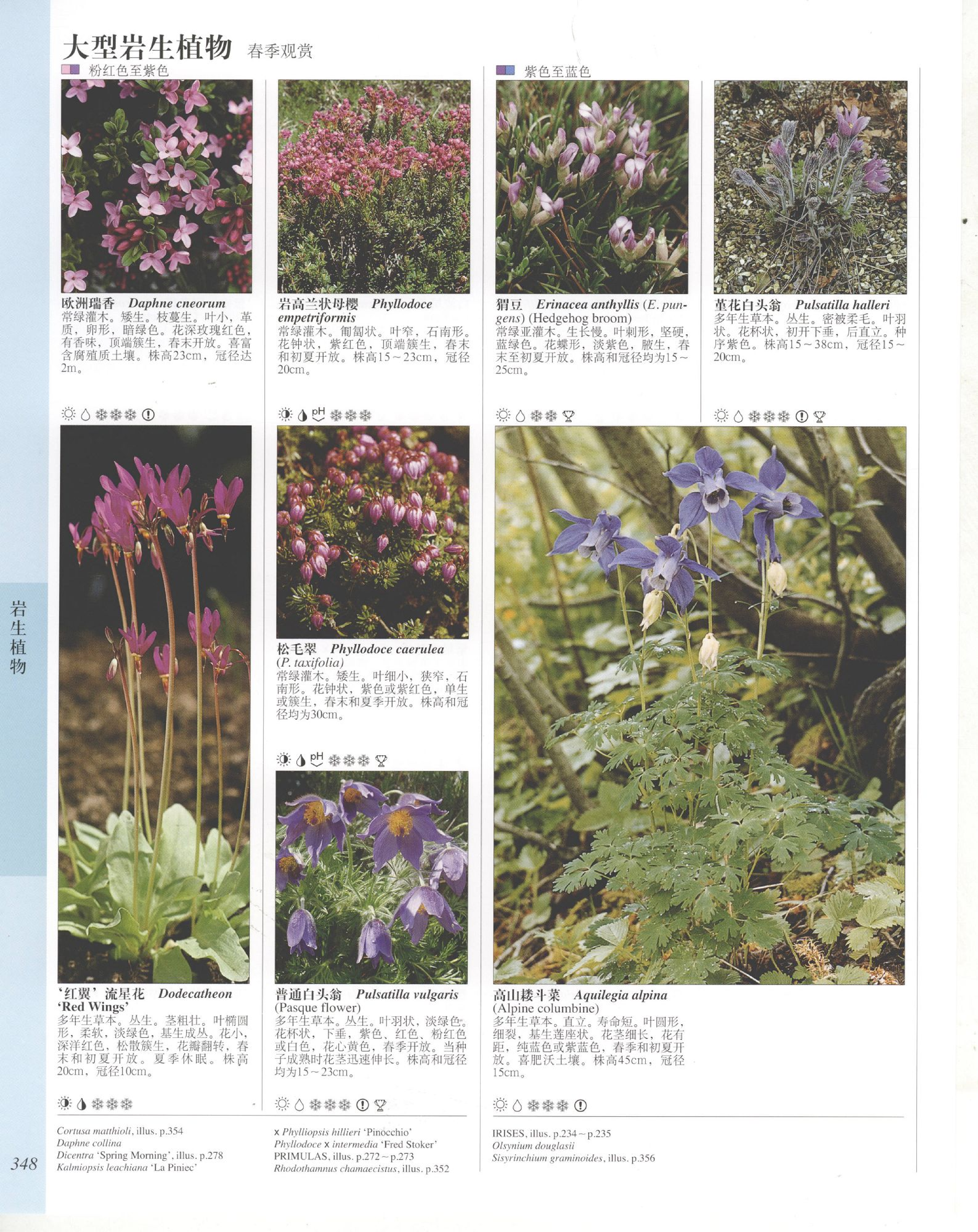 世界园林植物与花卉百科全书.8岩生植物.pdf 第6页