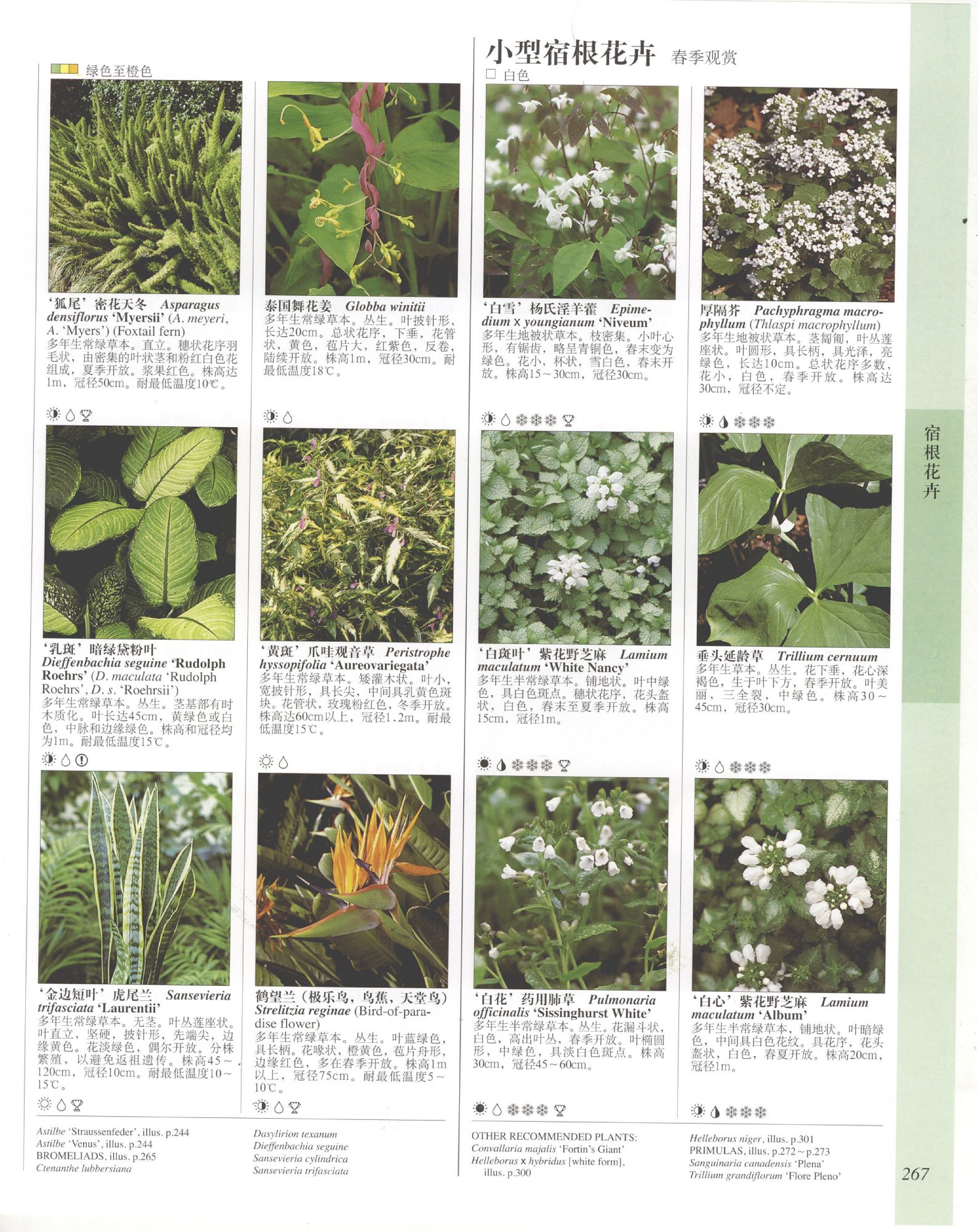 世界园林植物与花卉百科全书.6宿根花卉（下）.pdf 第1页
