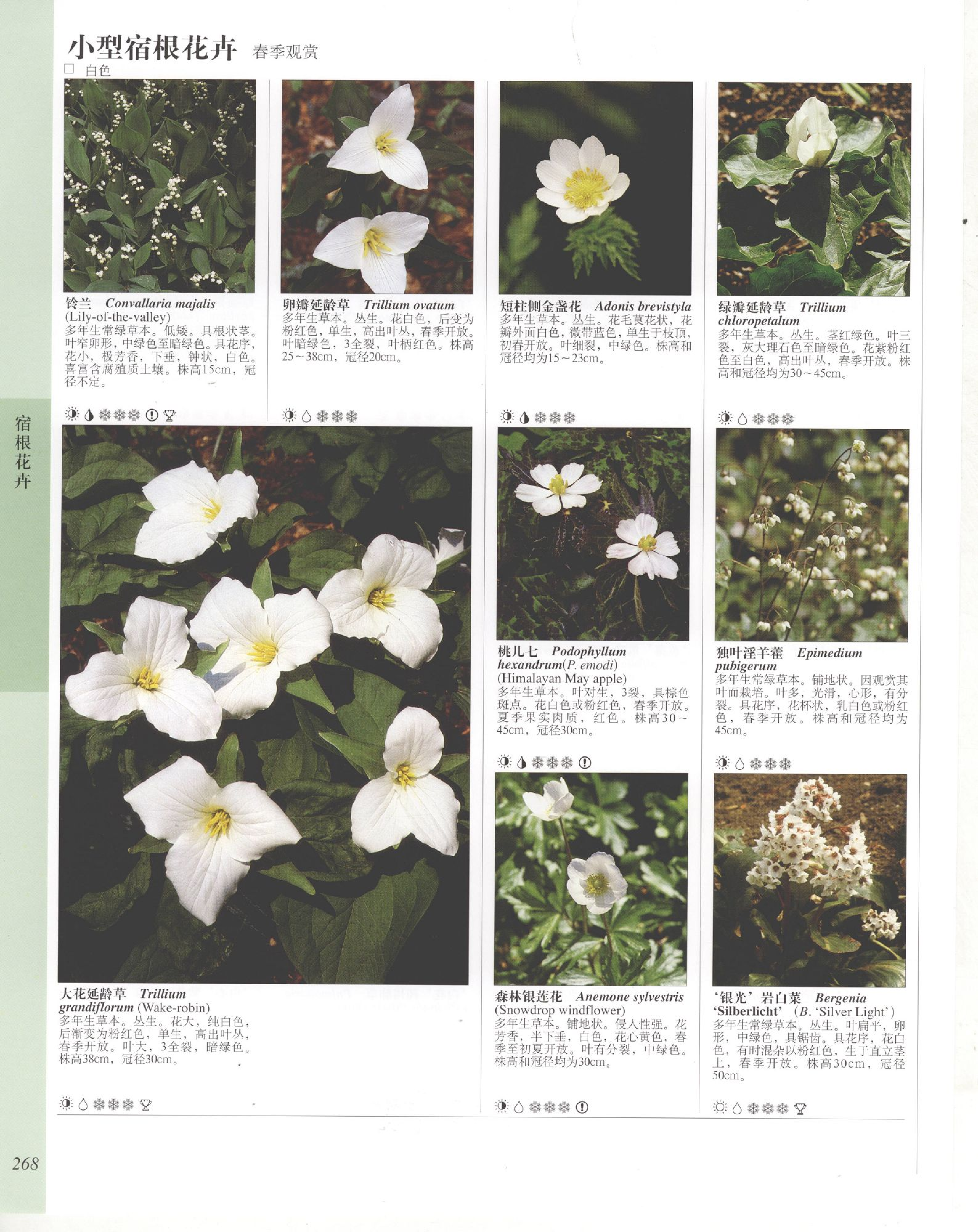 世界园林植物与花卉百科全书.6宿根花卉（下）.pdf 第2页