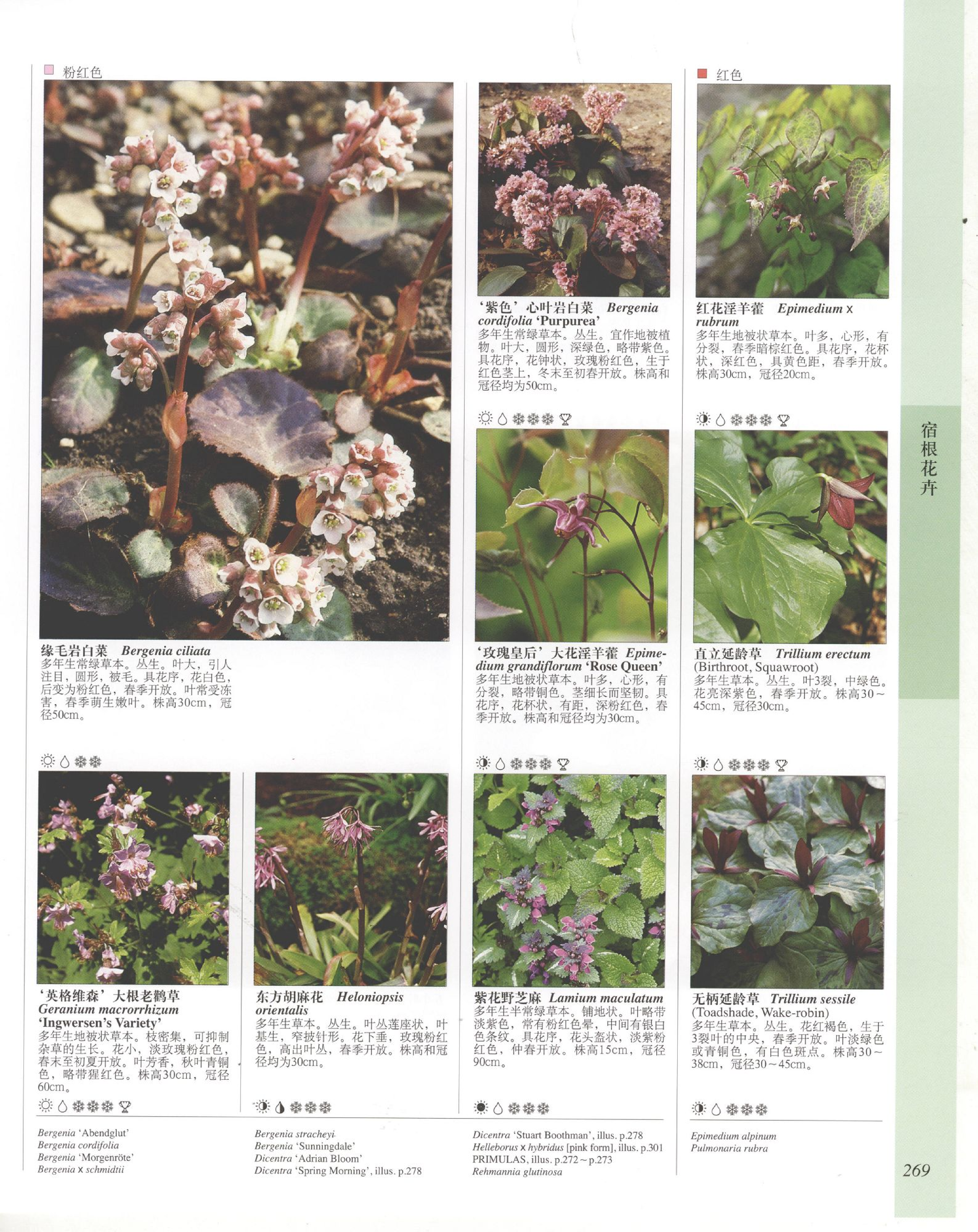 世界园林植物与花卉百科全书.6宿根花卉（下）.pdf 第3页
