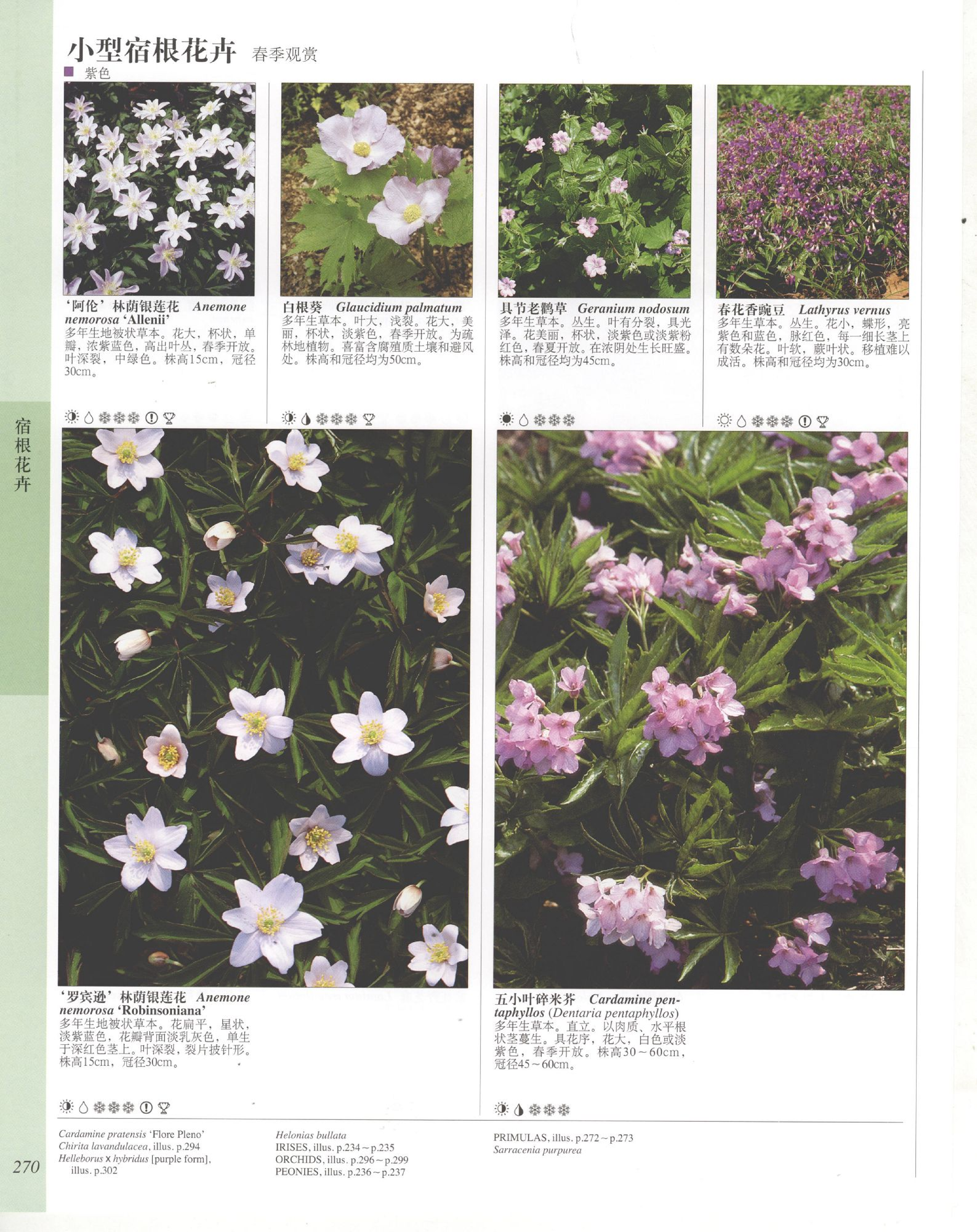 世界园林植物与花卉百科全书.6宿根花卉（下）.pdf 第4页