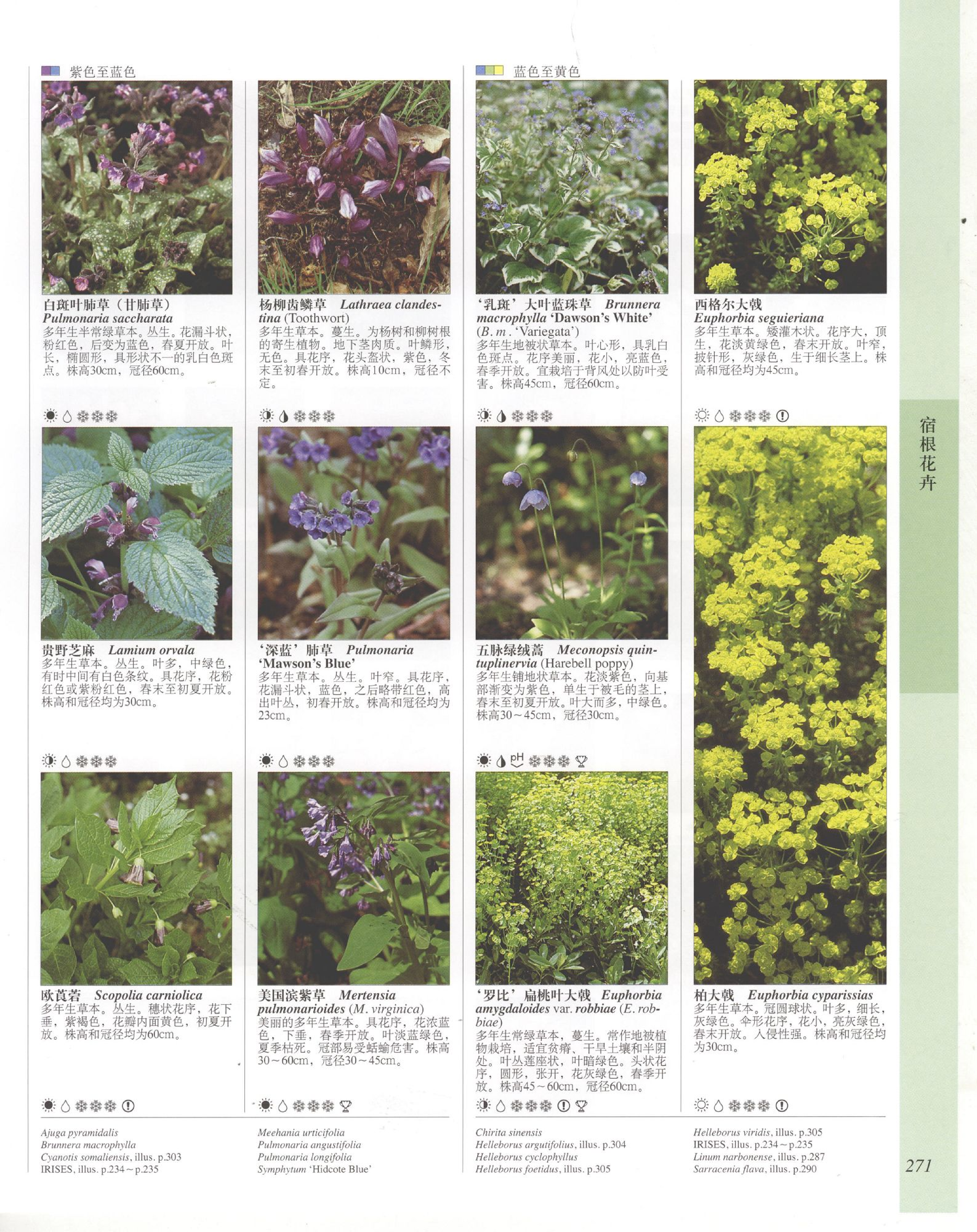 世界园林植物与花卉百科全书.6宿根花卉（下）.pdf 第5页