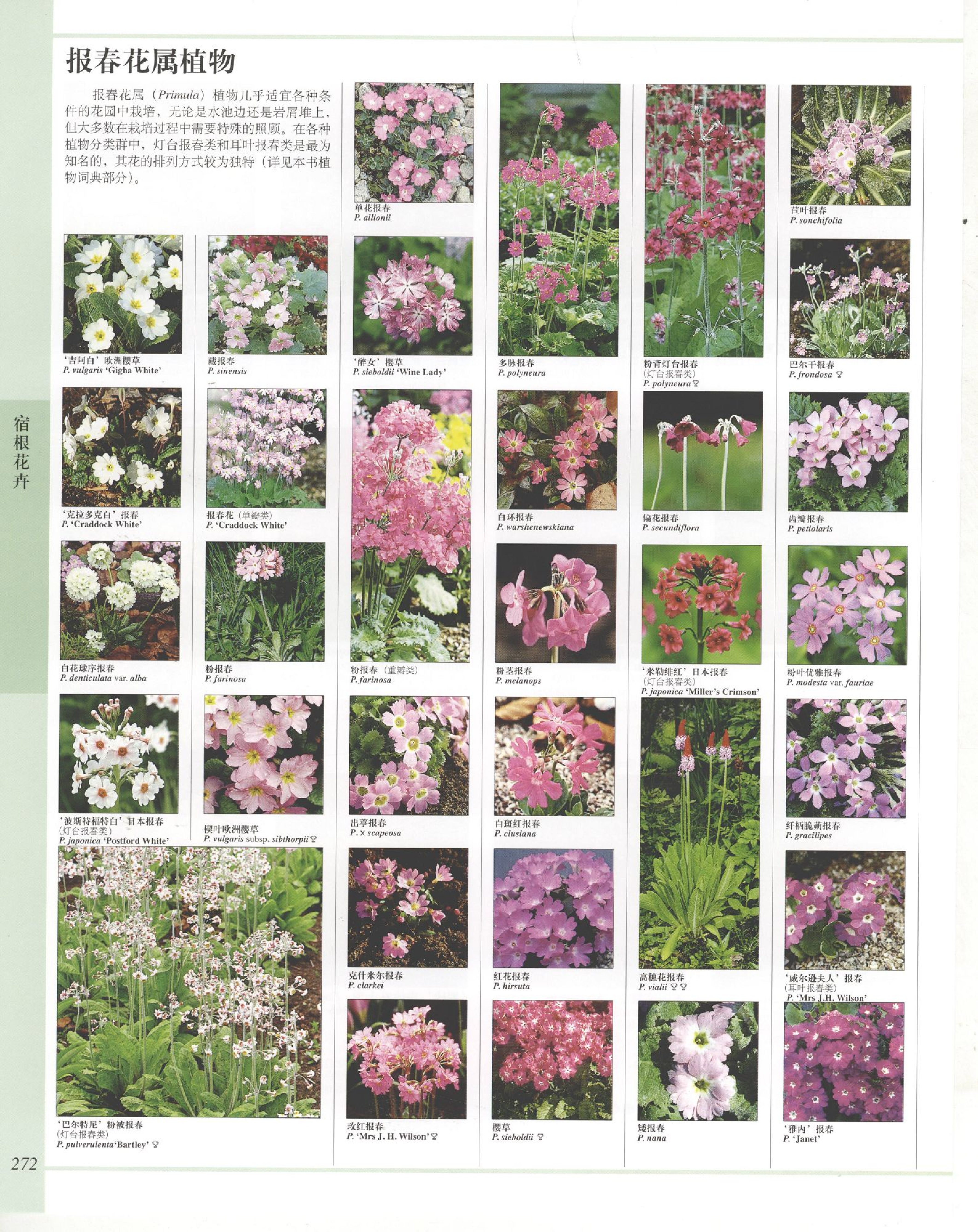 世界园林植物与花卉百科全书.6宿根花卉（下）.pdf 第6页