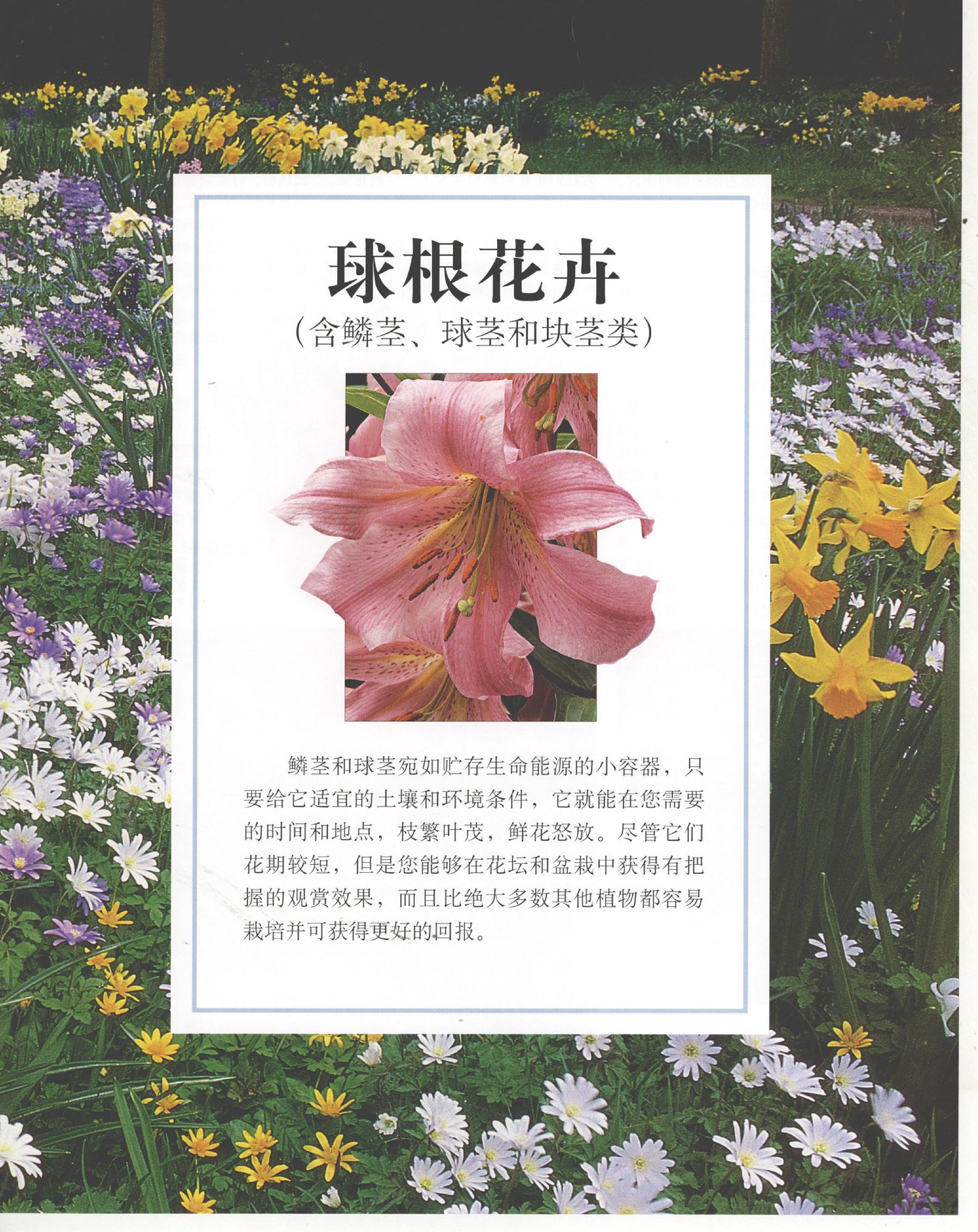 世界园林植物与花卉百科全书.9球根花卉.pdf 第1页