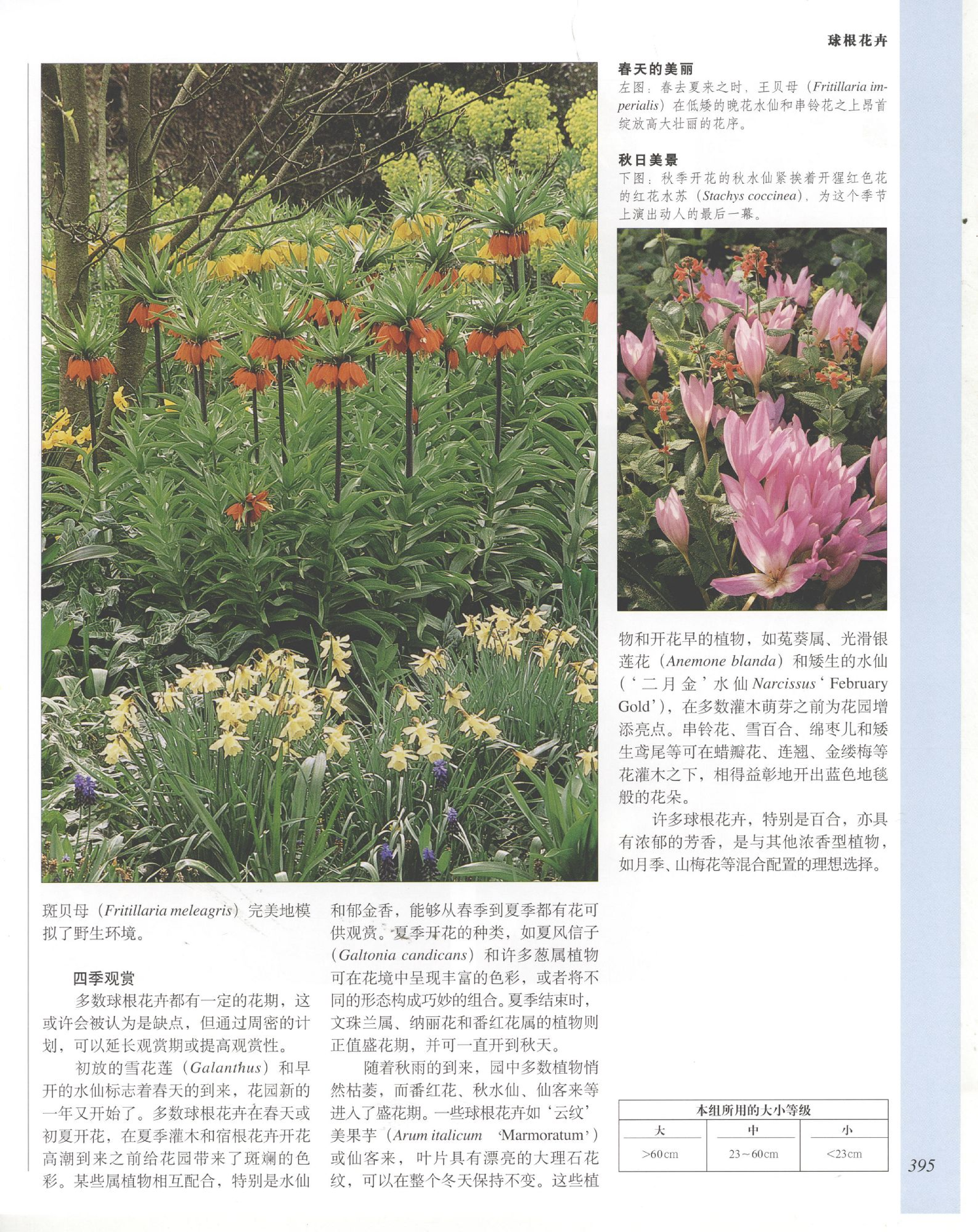 世界园林植物与花卉百科全书.9球根花卉.pdf 第3页