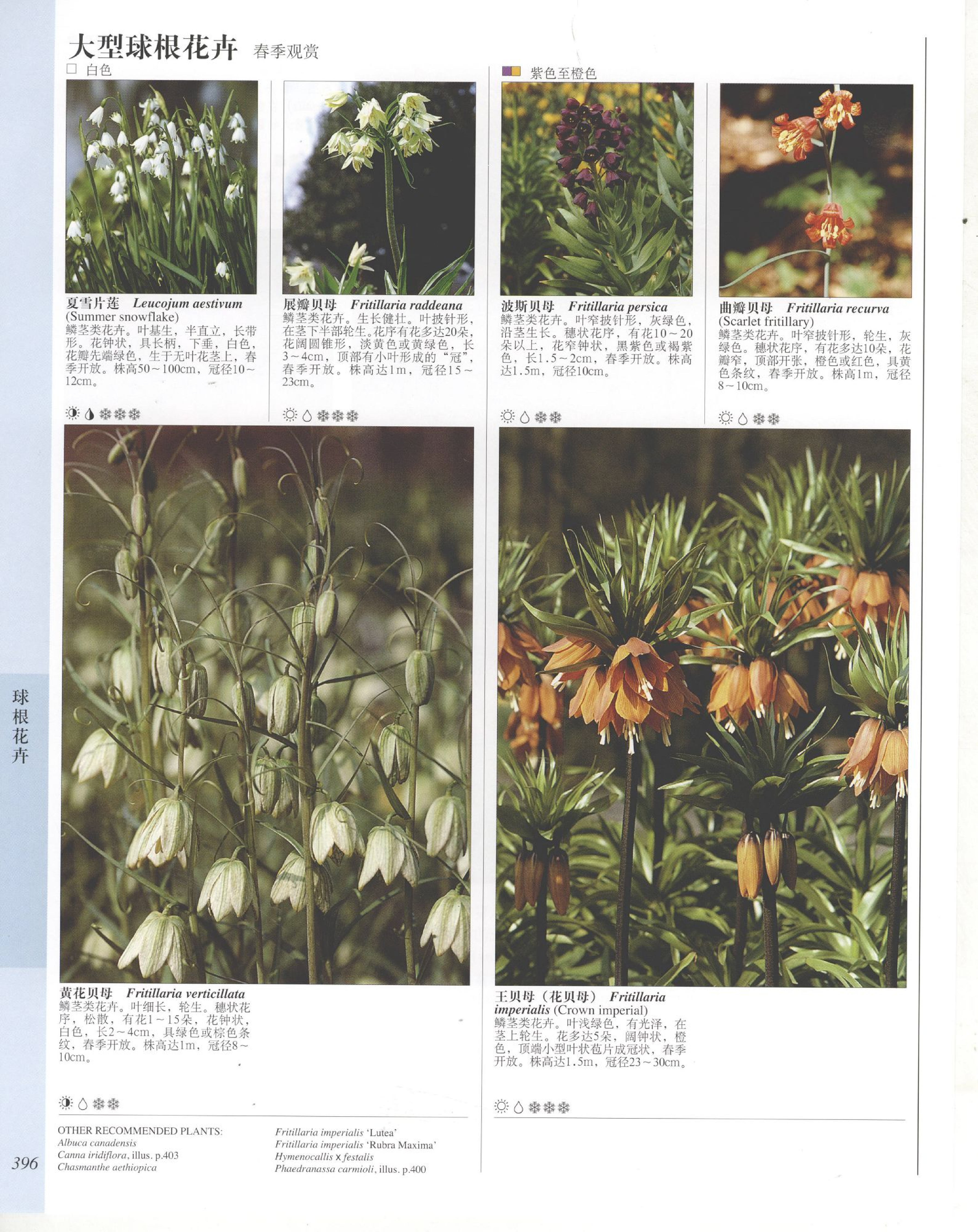 世界园林植物与花卉百科全书.9球根花卉.pdf 第4页