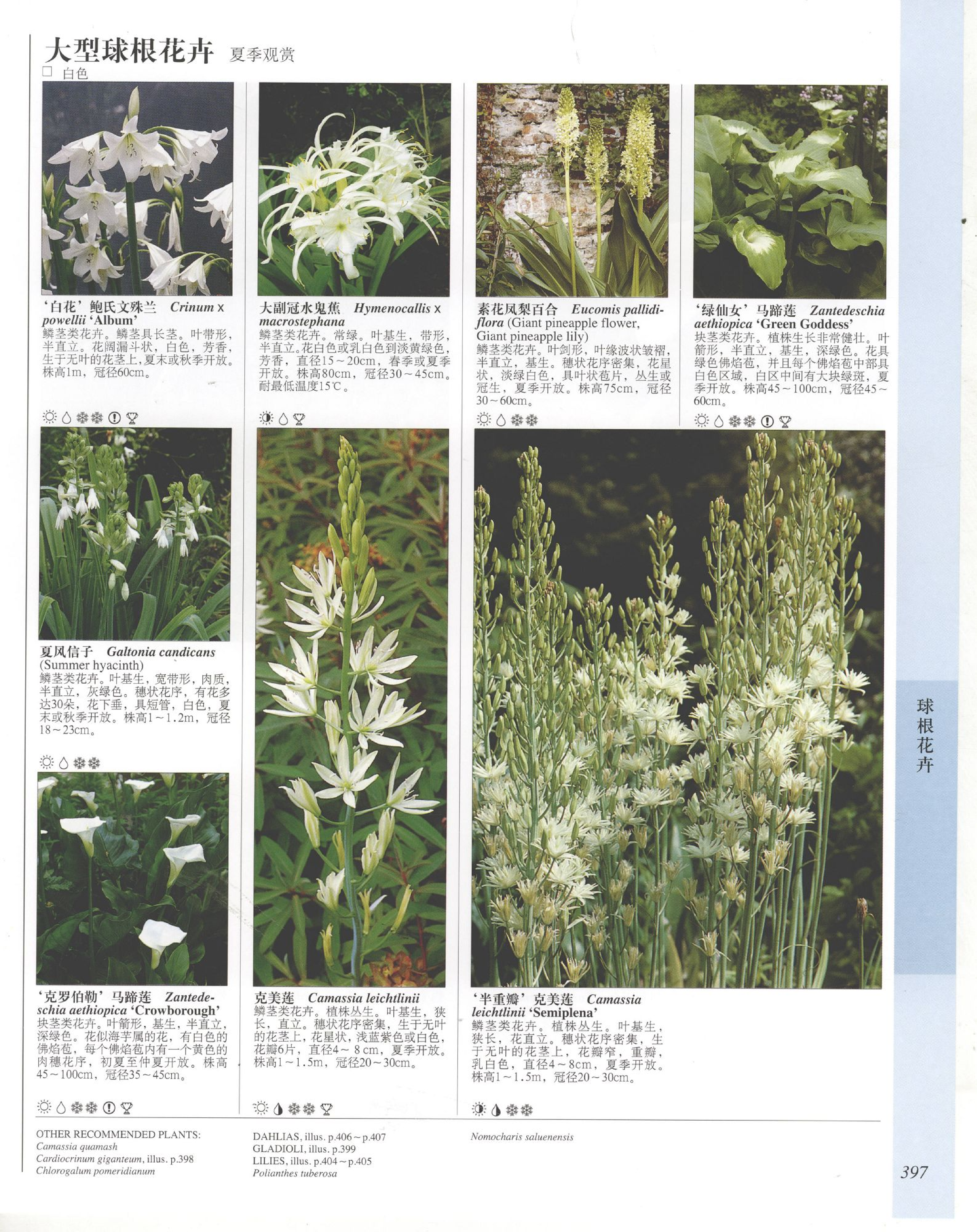 世界园林植物与花卉百科全书.9球根花卉.pdf 第5页
