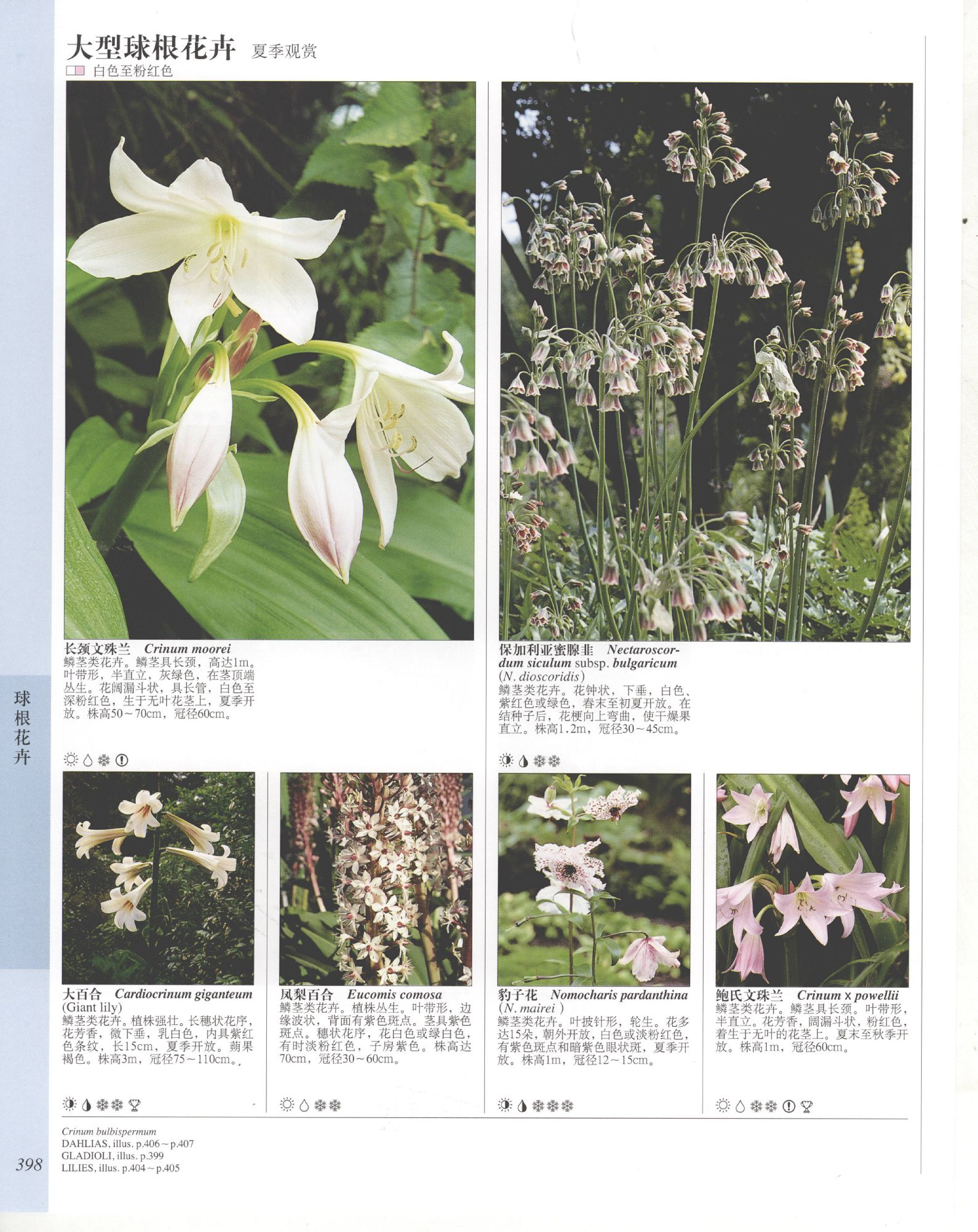 世界园林植物与花卉百科全书.9球根花卉.pdf 第6页