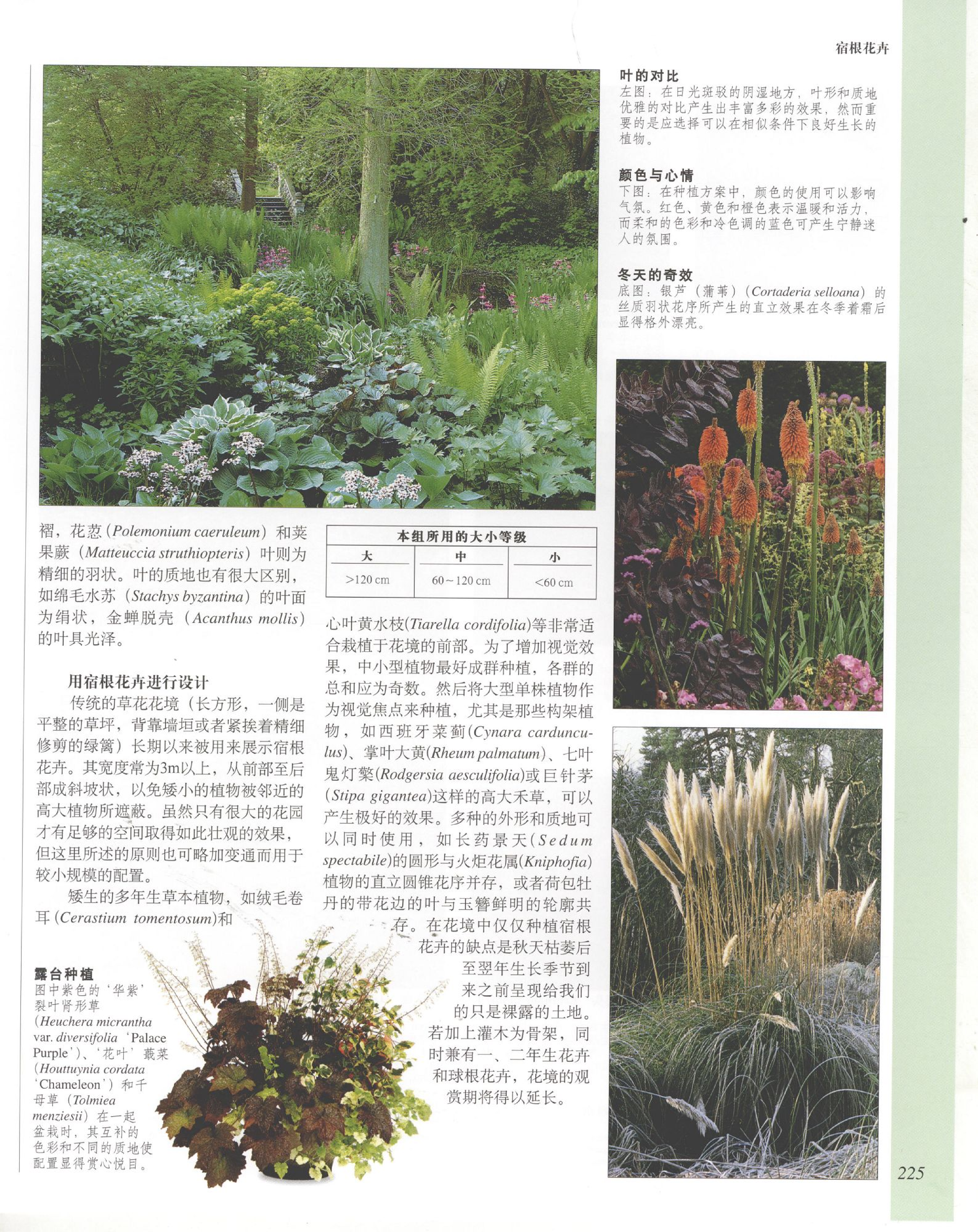 世界园林植物与花卉百科全书.6宿根花卉（上）.pdf 第3页