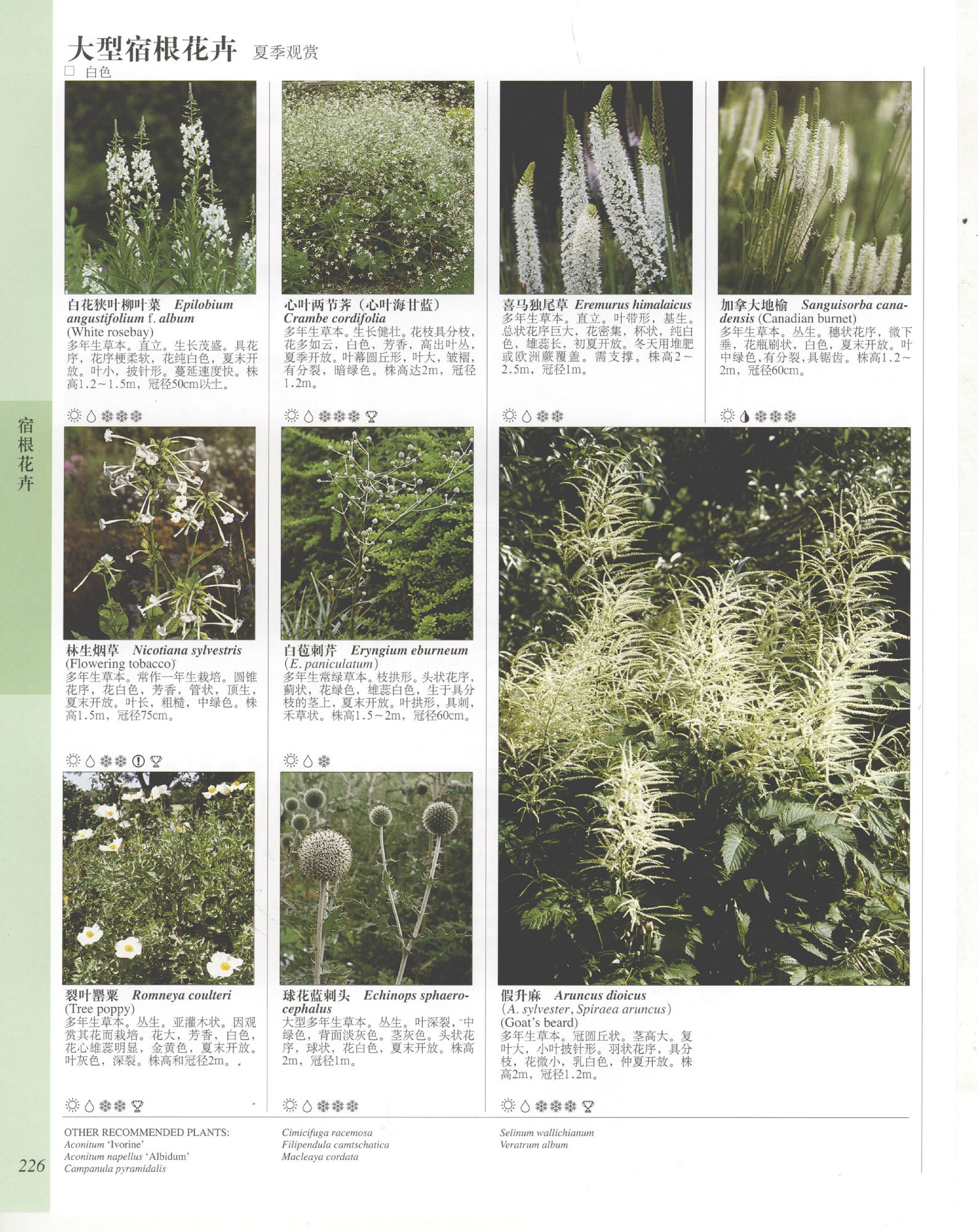 世界园林植物与花卉百科全书.6宿根花卉（上）.pdf 第4页