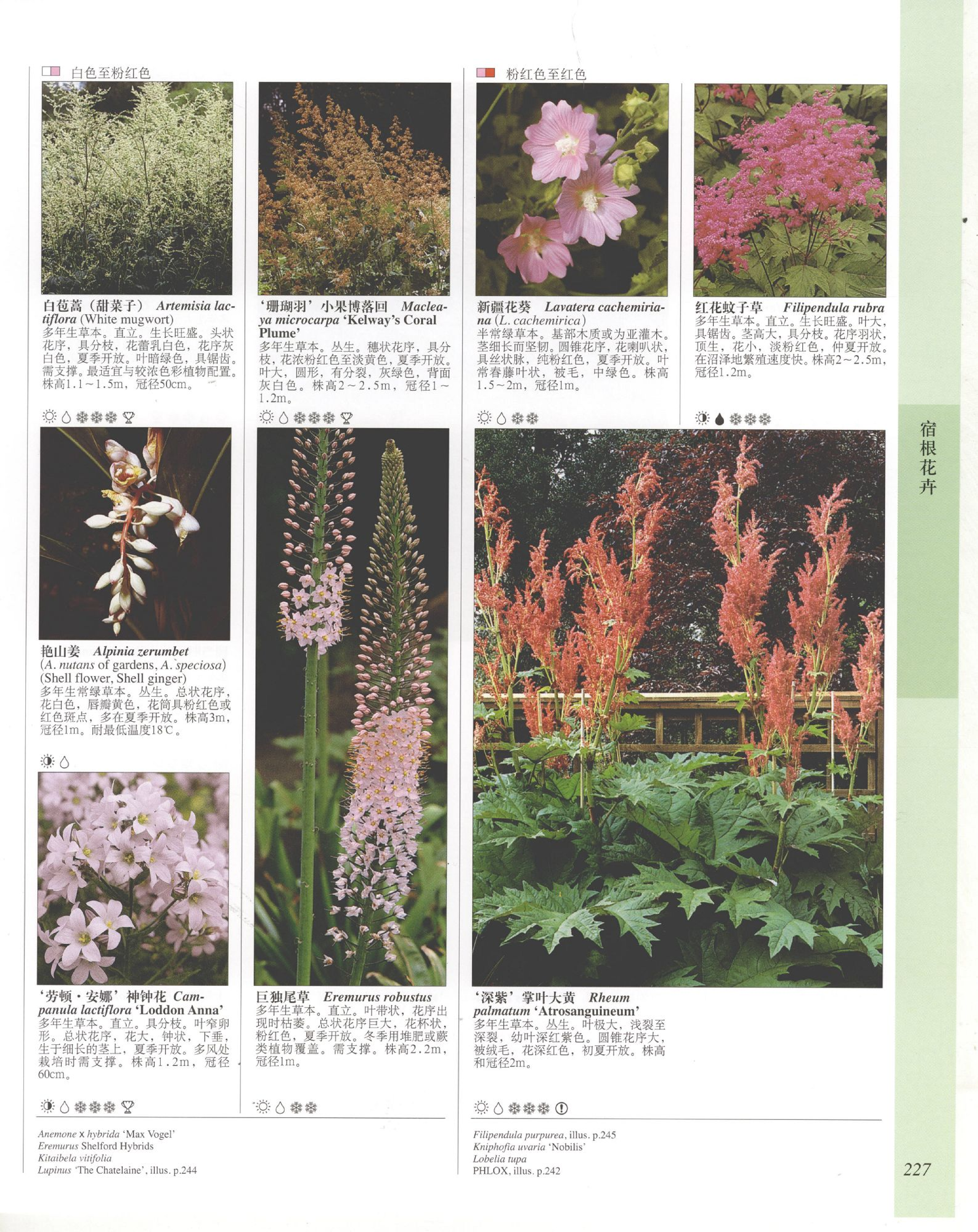 世界园林植物与花卉百科全书.6宿根花卉（上）.pdf 第5页