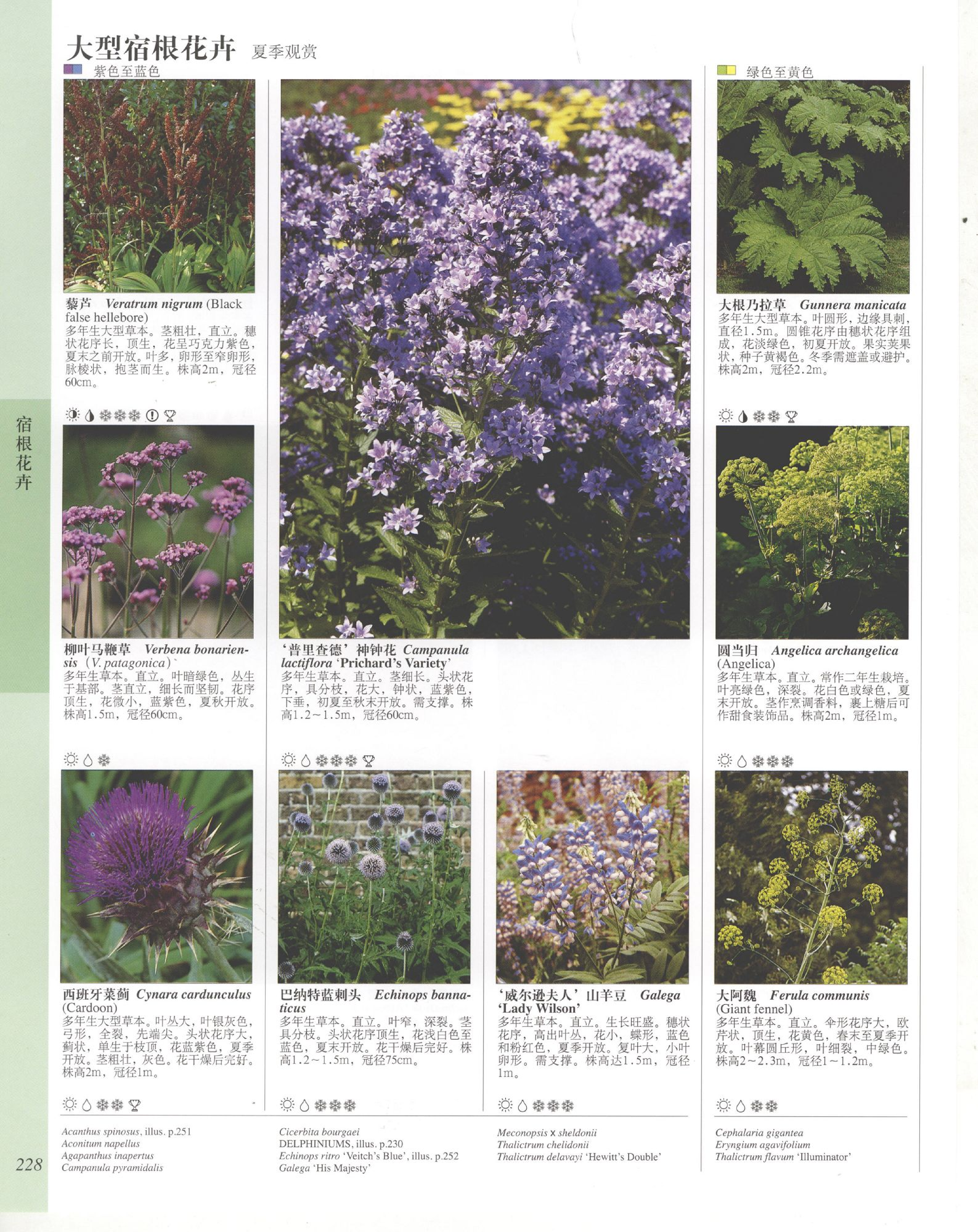 世界园林植物与花卉百科全书.6宿根花卉（上）.pdf 第6页