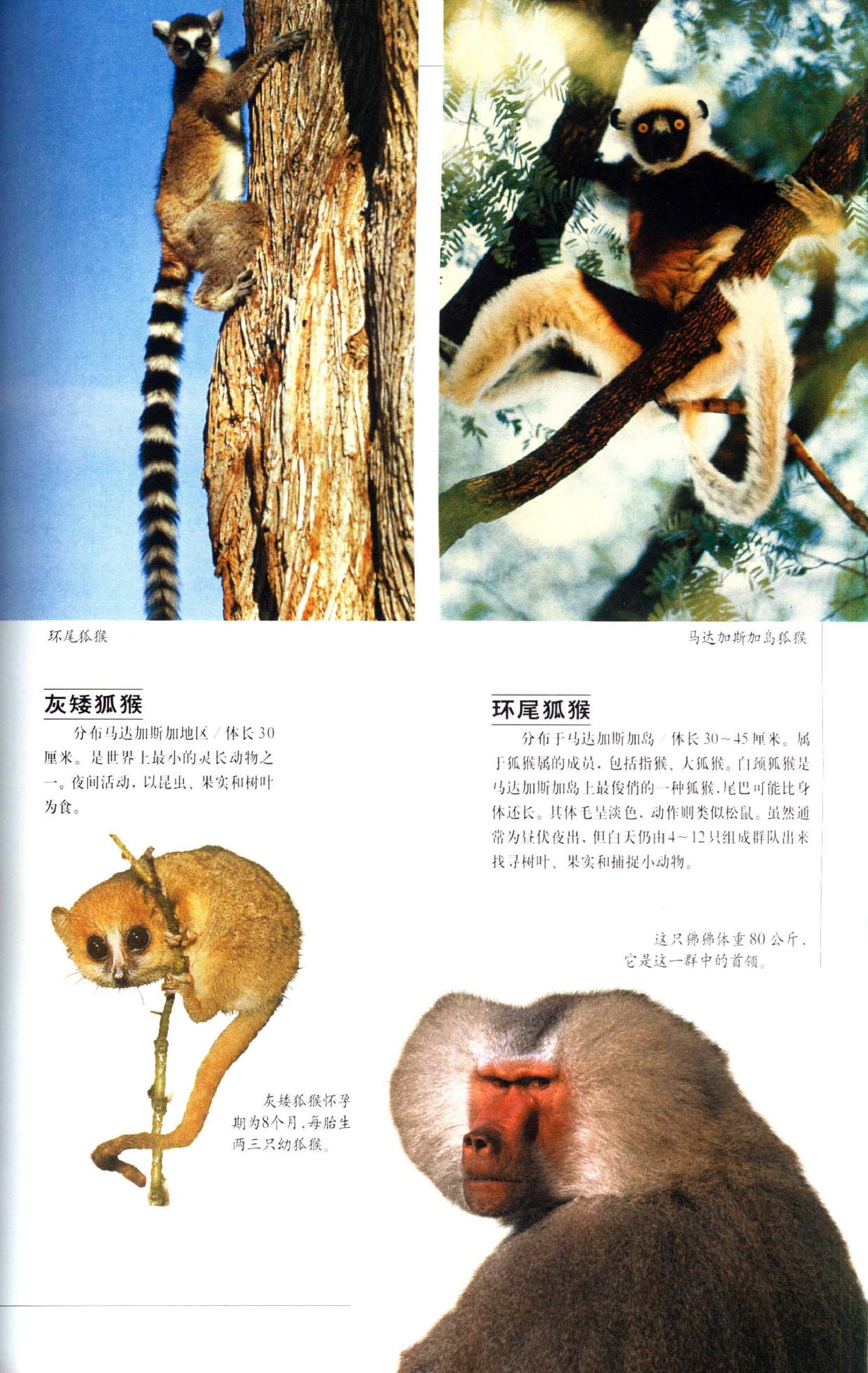 《世界最美丽的560种动物-4》主编：溥奎.pdf 第2页