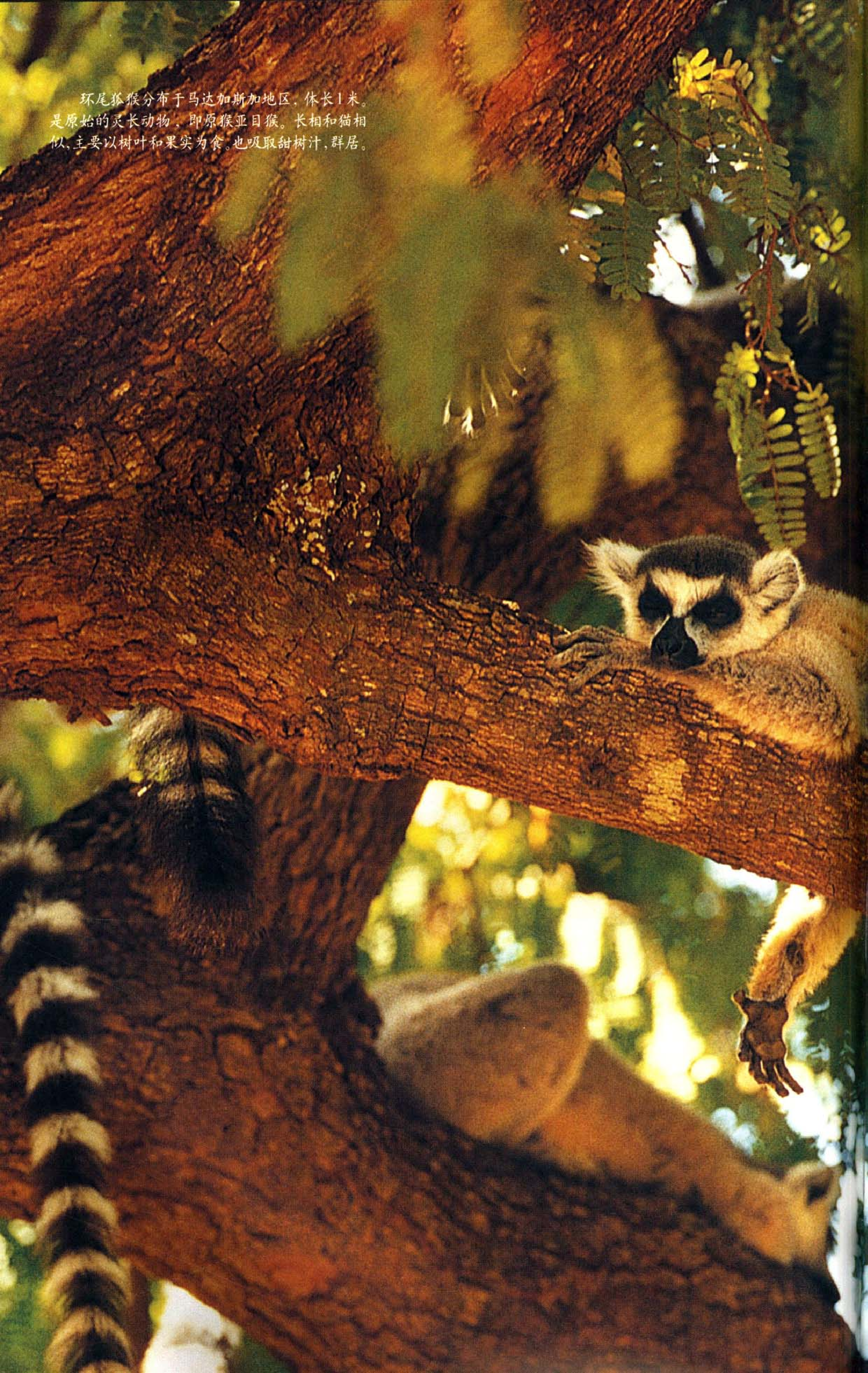 《世界最美丽的560种动物-4》主编：溥奎.pdf 第3页