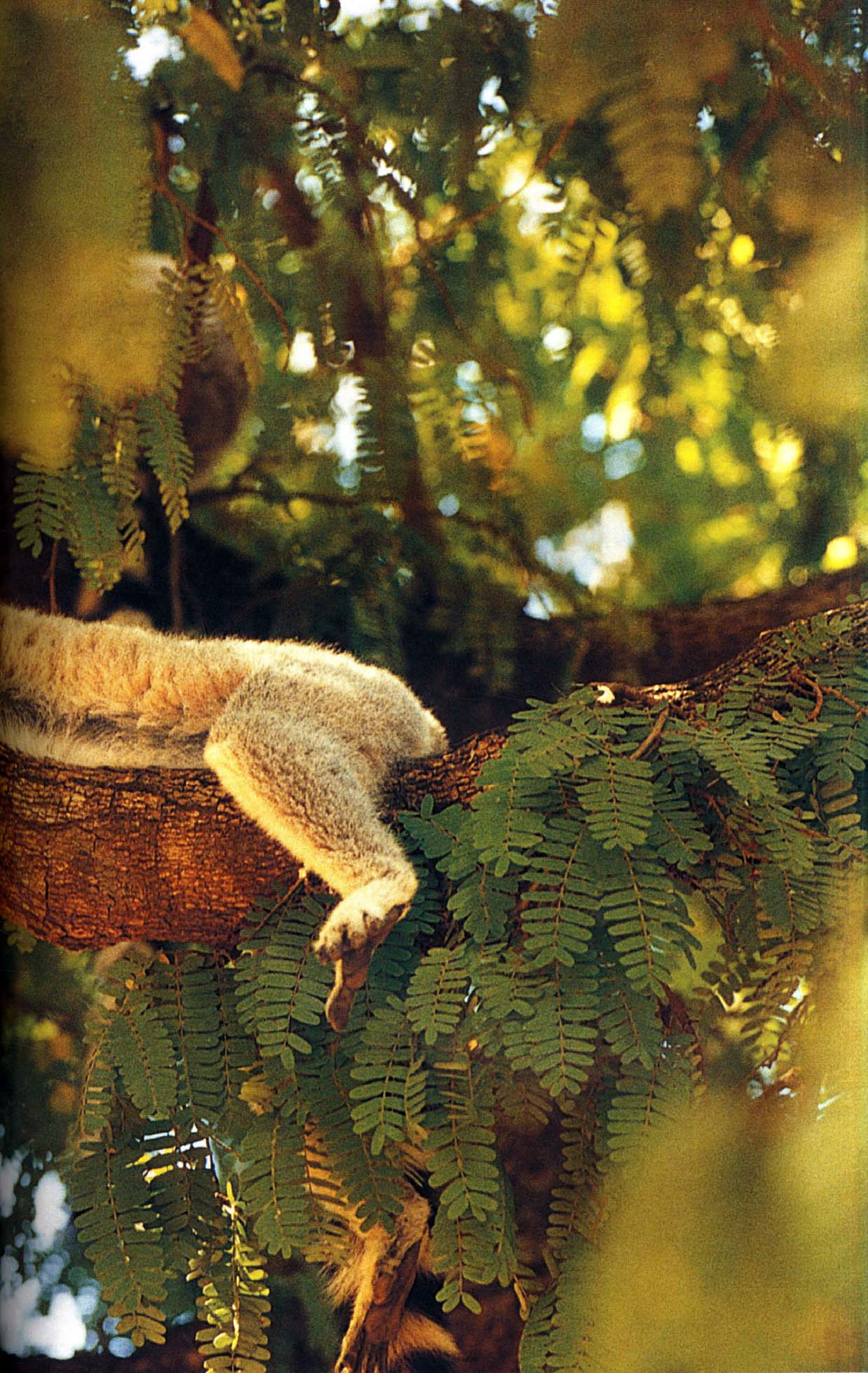 《世界最美丽的560种动物-4》主编：溥奎.pdf 第4页