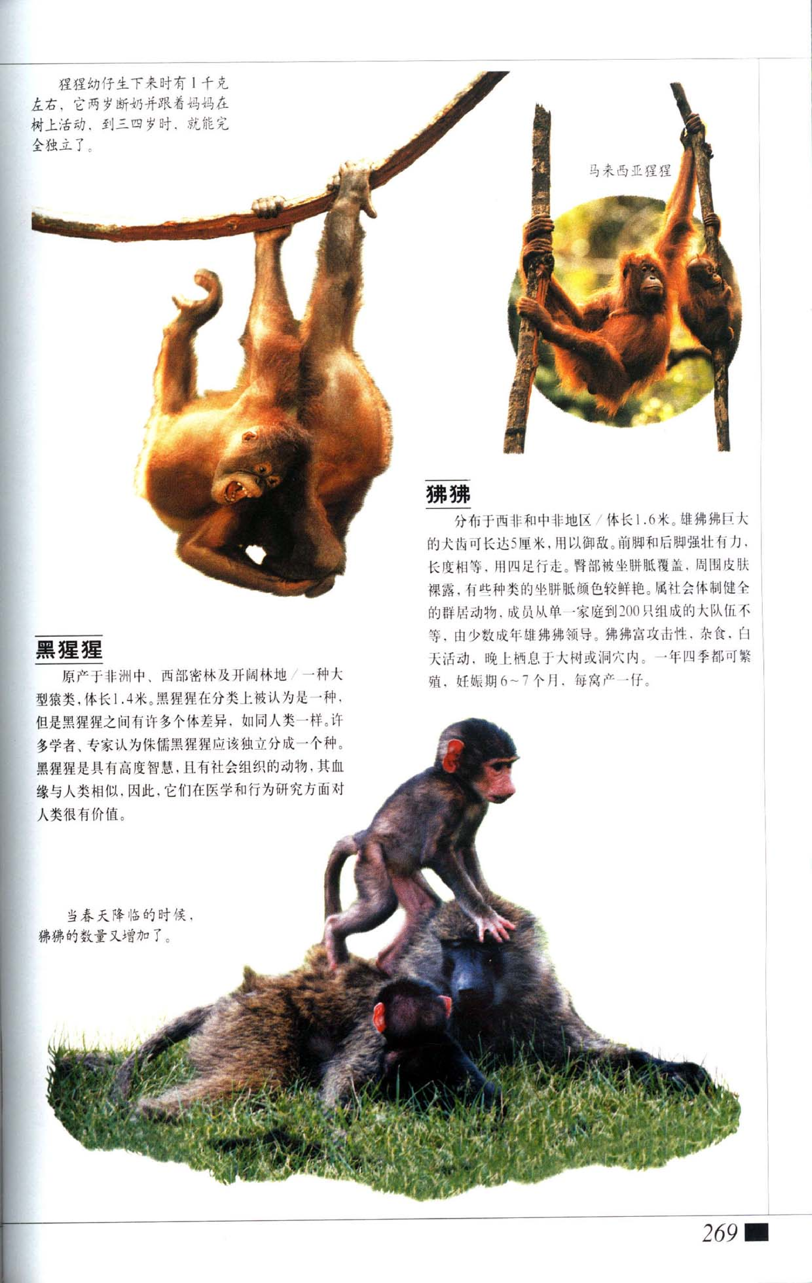 《世界最美丽的560种动物-4》主编：溥奎.pdf 第6页