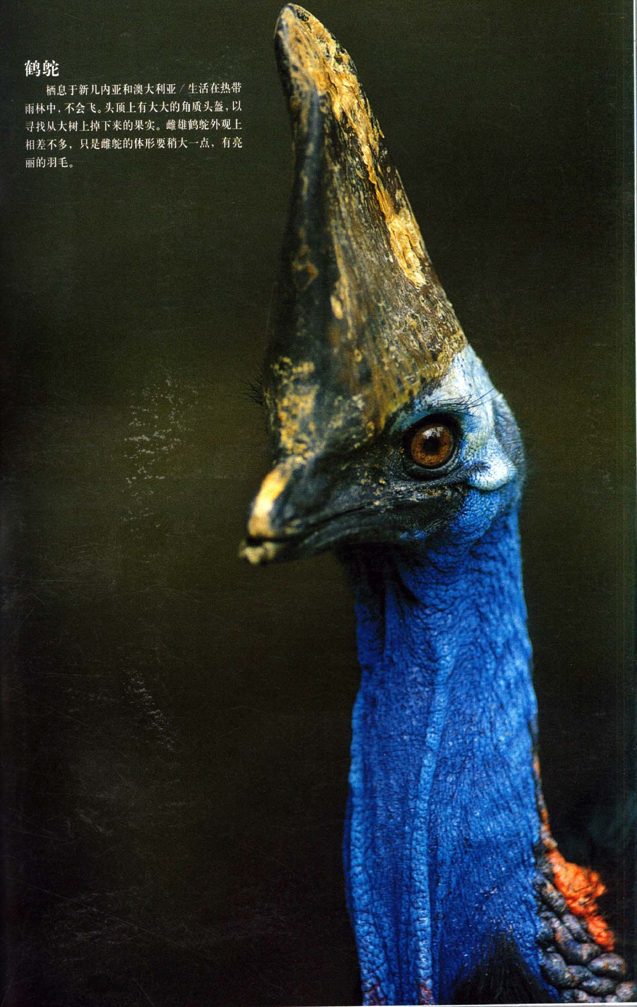 《世界最美丽的560种动物-3》主编：溥奎.pdf 第1页