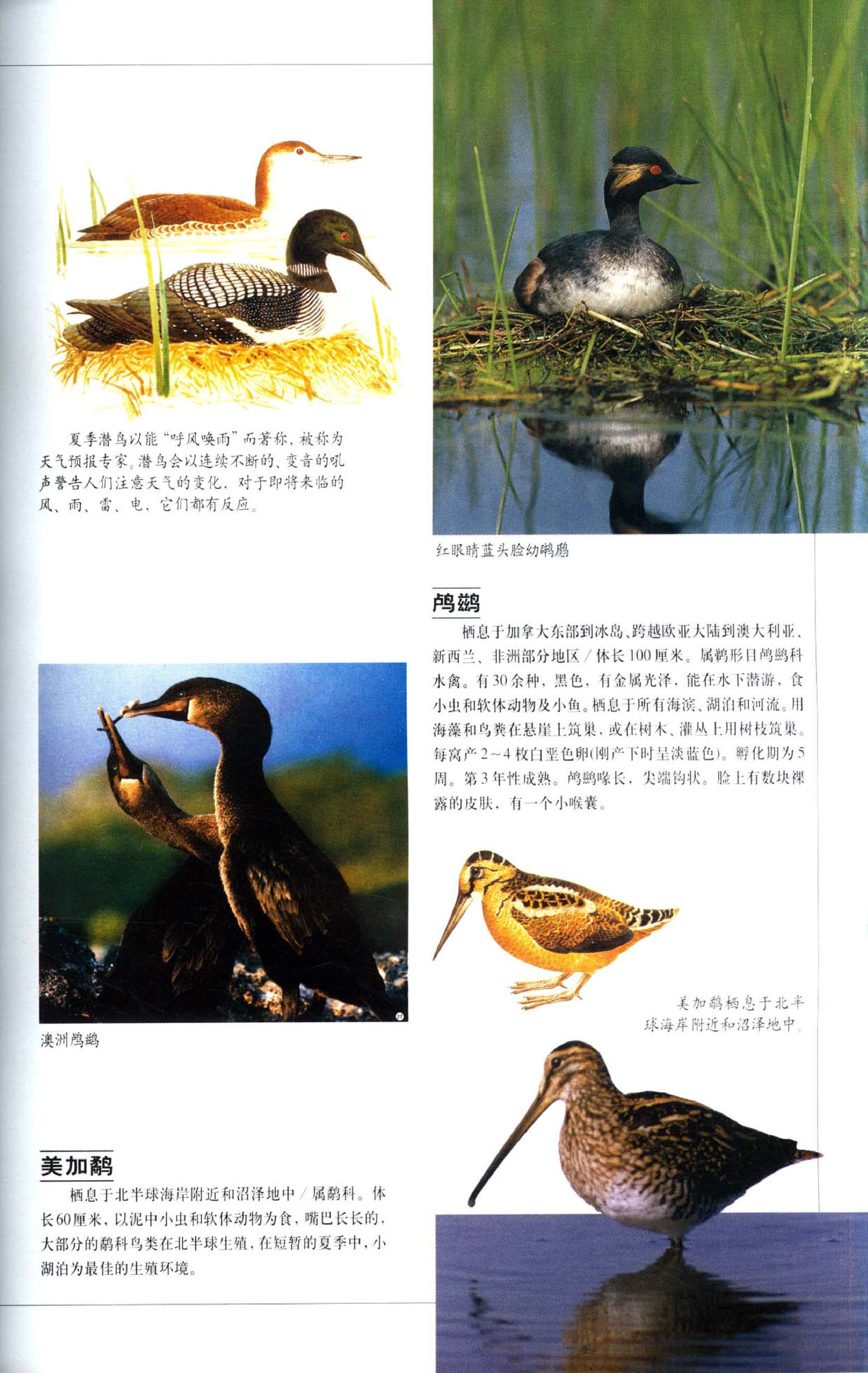 《世界最美丽的560种动物-3》主编：溥奎.pdf 第3页