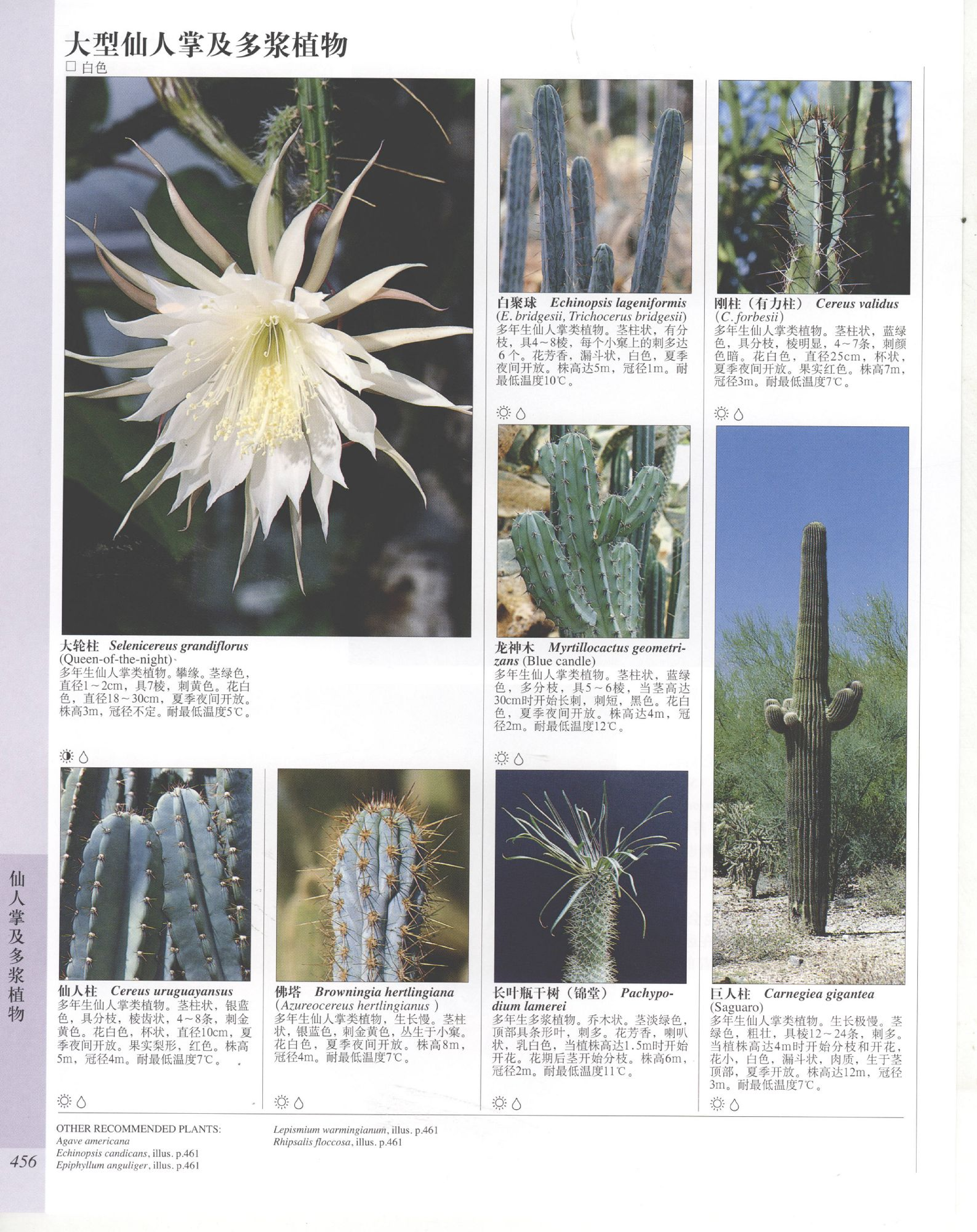 世界园林植物与花卉百科全书.11仙人掌及多浆植物.pdf 第4页