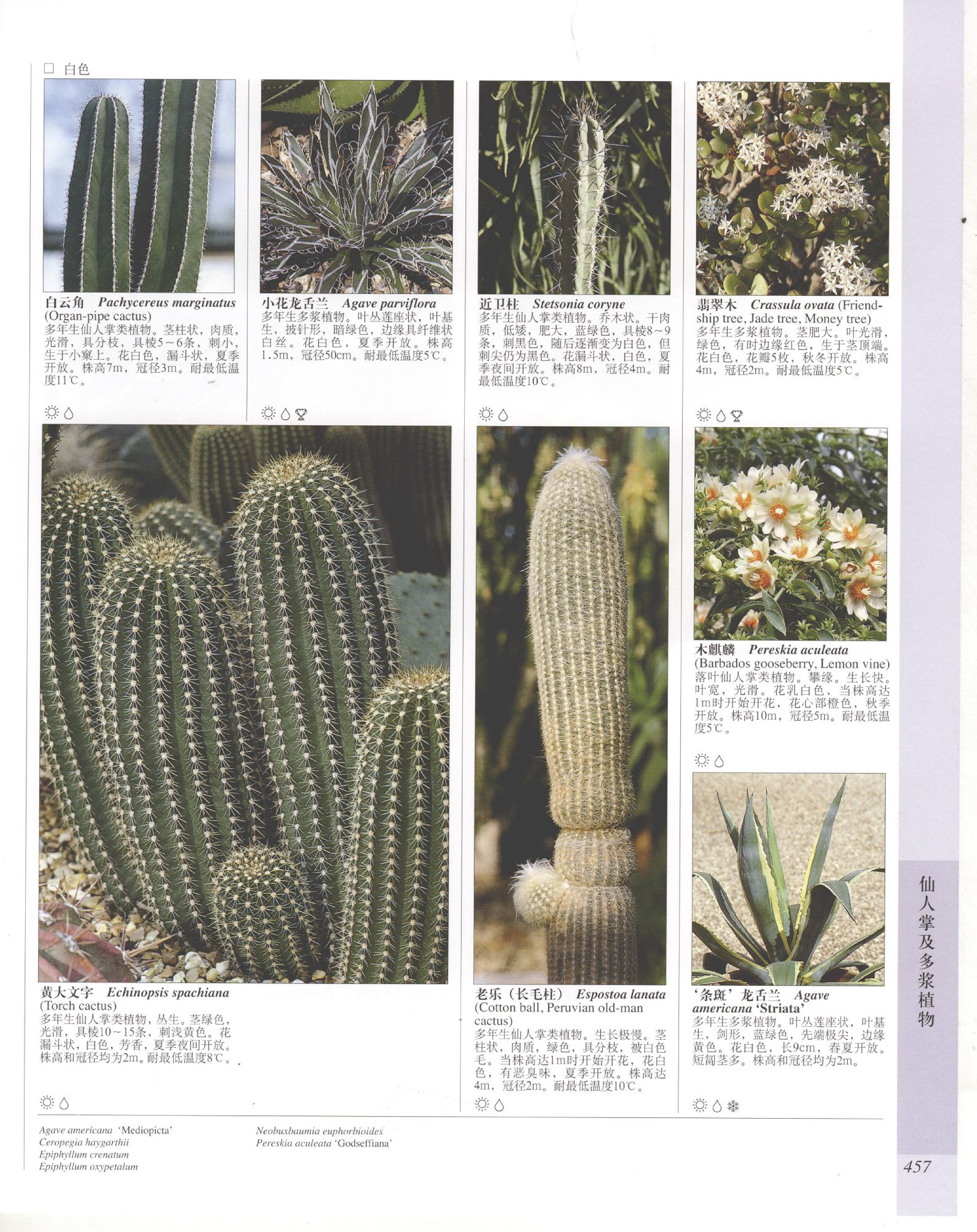 世界园林植物与花卉百科全书.11仙人掌及多浆植物.pdf 第5页