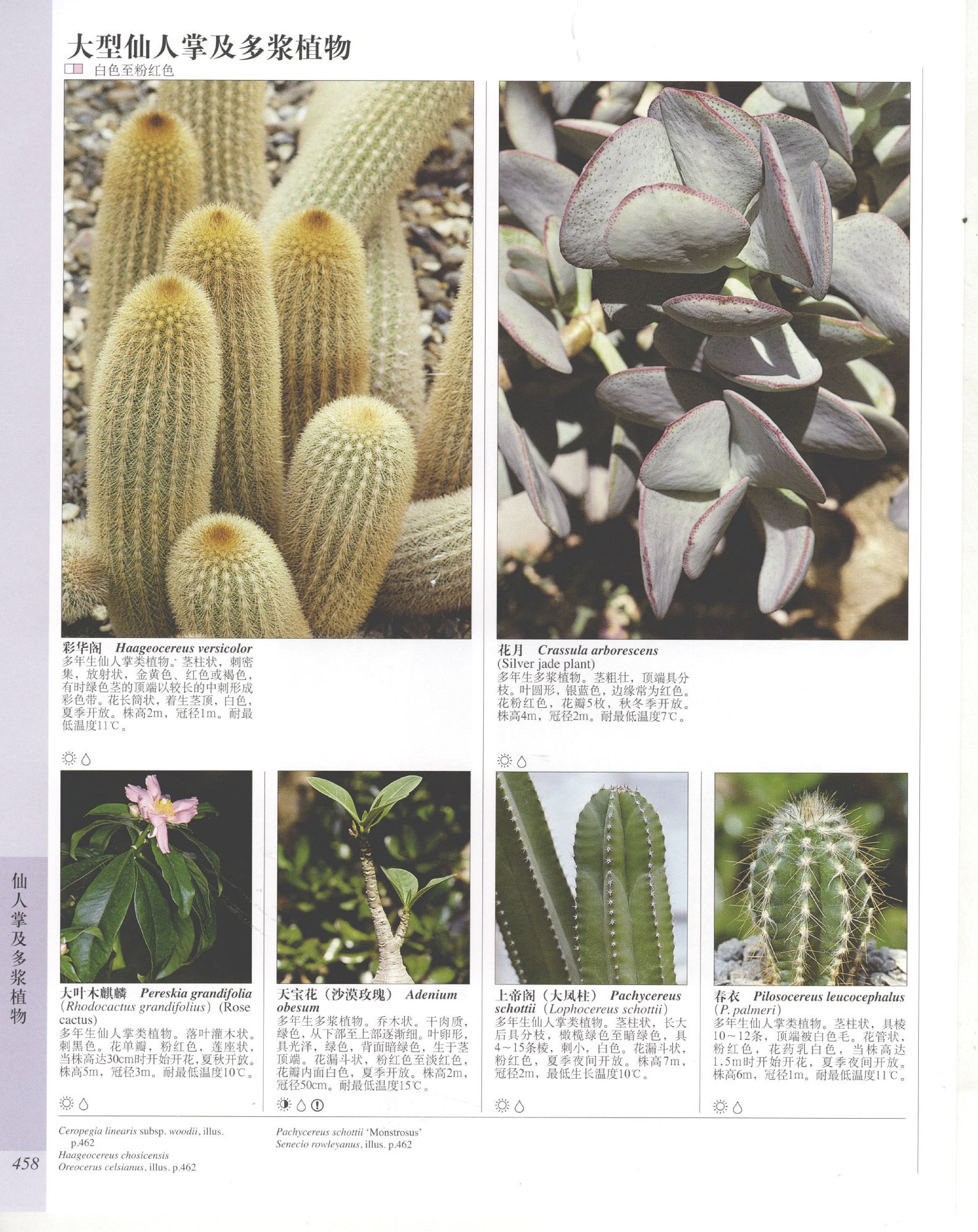 世界园林植物与花卉百科全书.11仙人掌及多浆植物.pdf 第6页