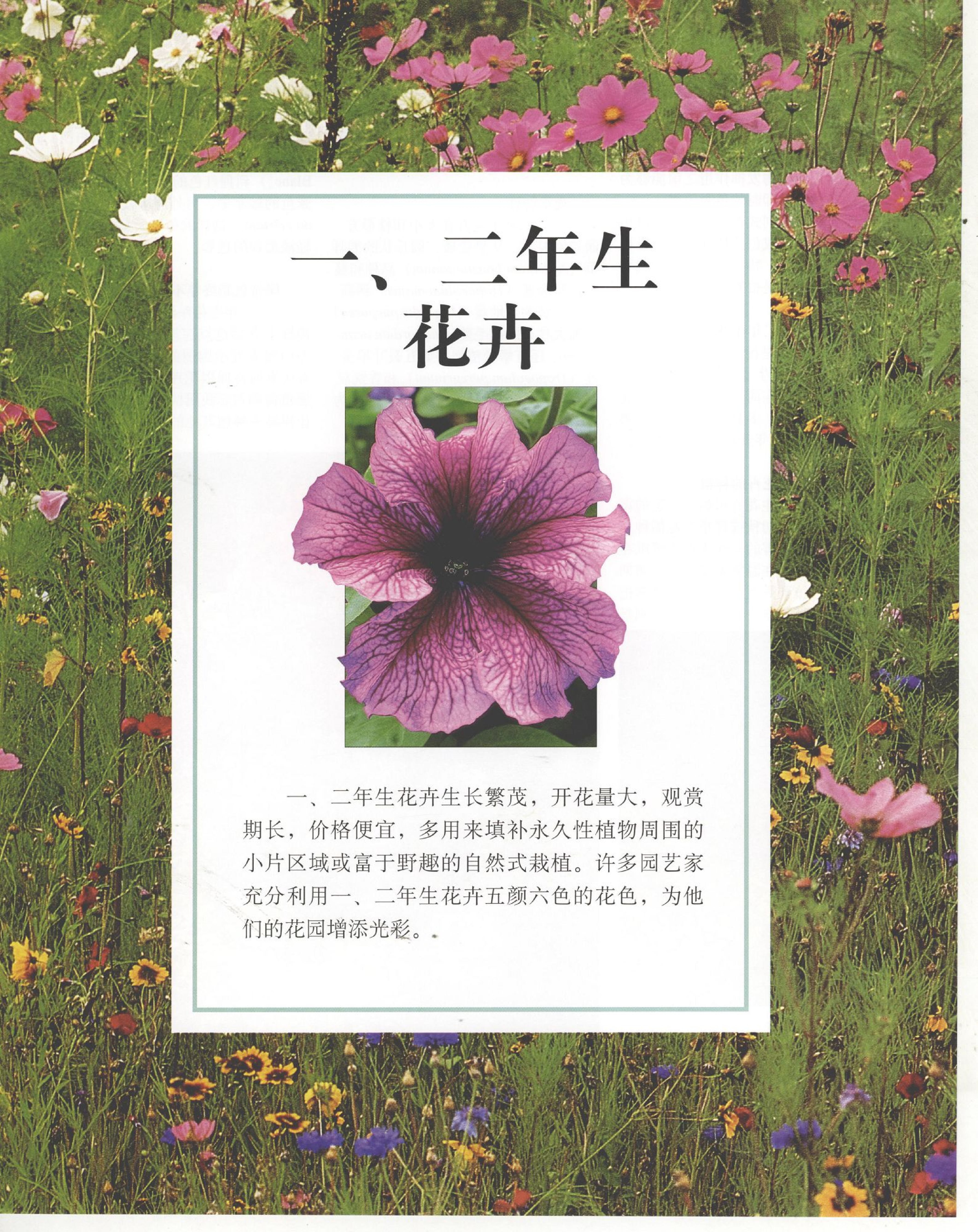 世界园林植物与花卉百科全书.7一、二年生花卉.pdf 第1页
