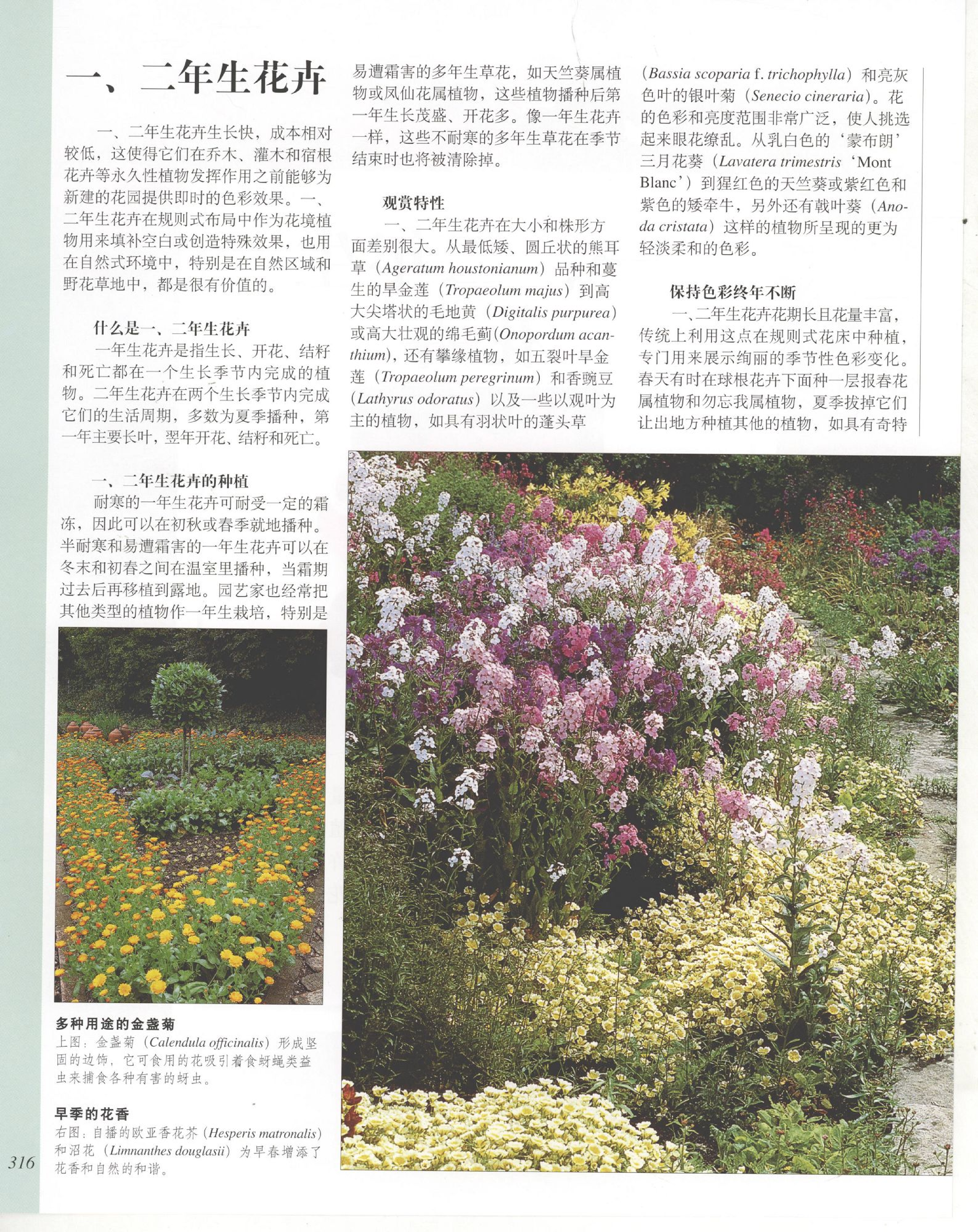 世界园林植物与花卉百科全书.7一、二年生花卉.pdf 第2页