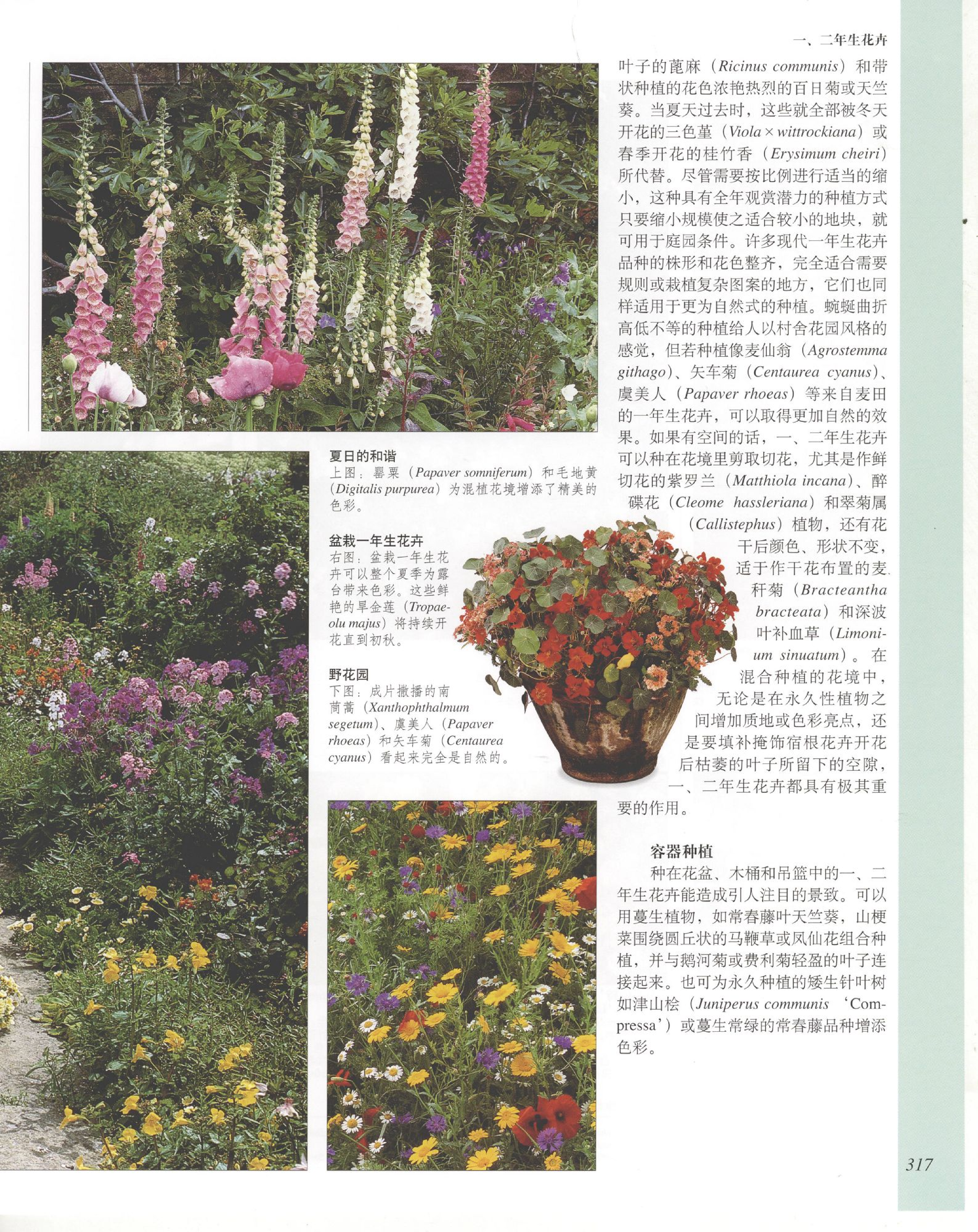 世界园林植物与花卉百科全书.7一、二年生花卉.pdf 第3页