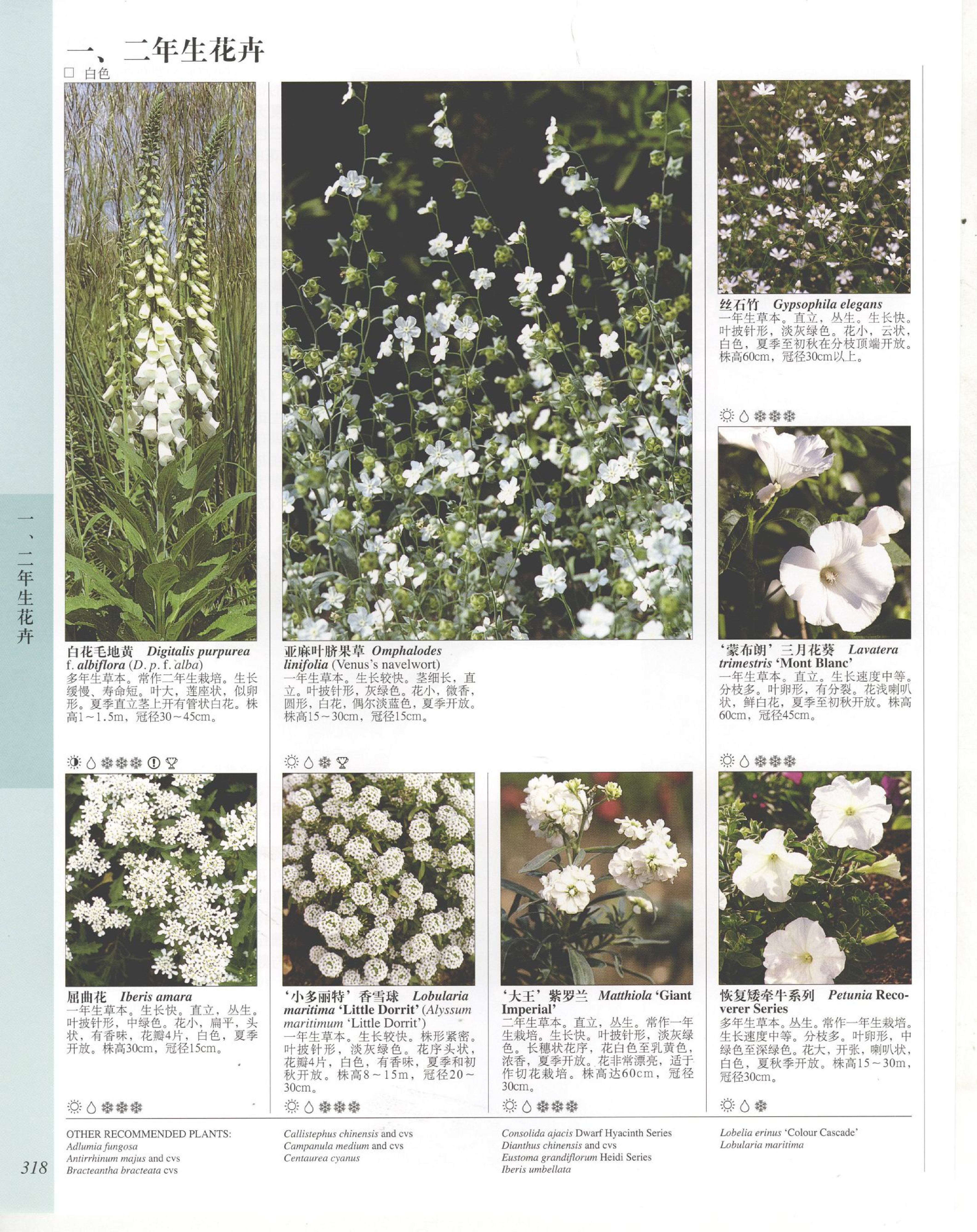 世界园林植物与花卉百科全书.7一、二年生花卉.pdf 第4页