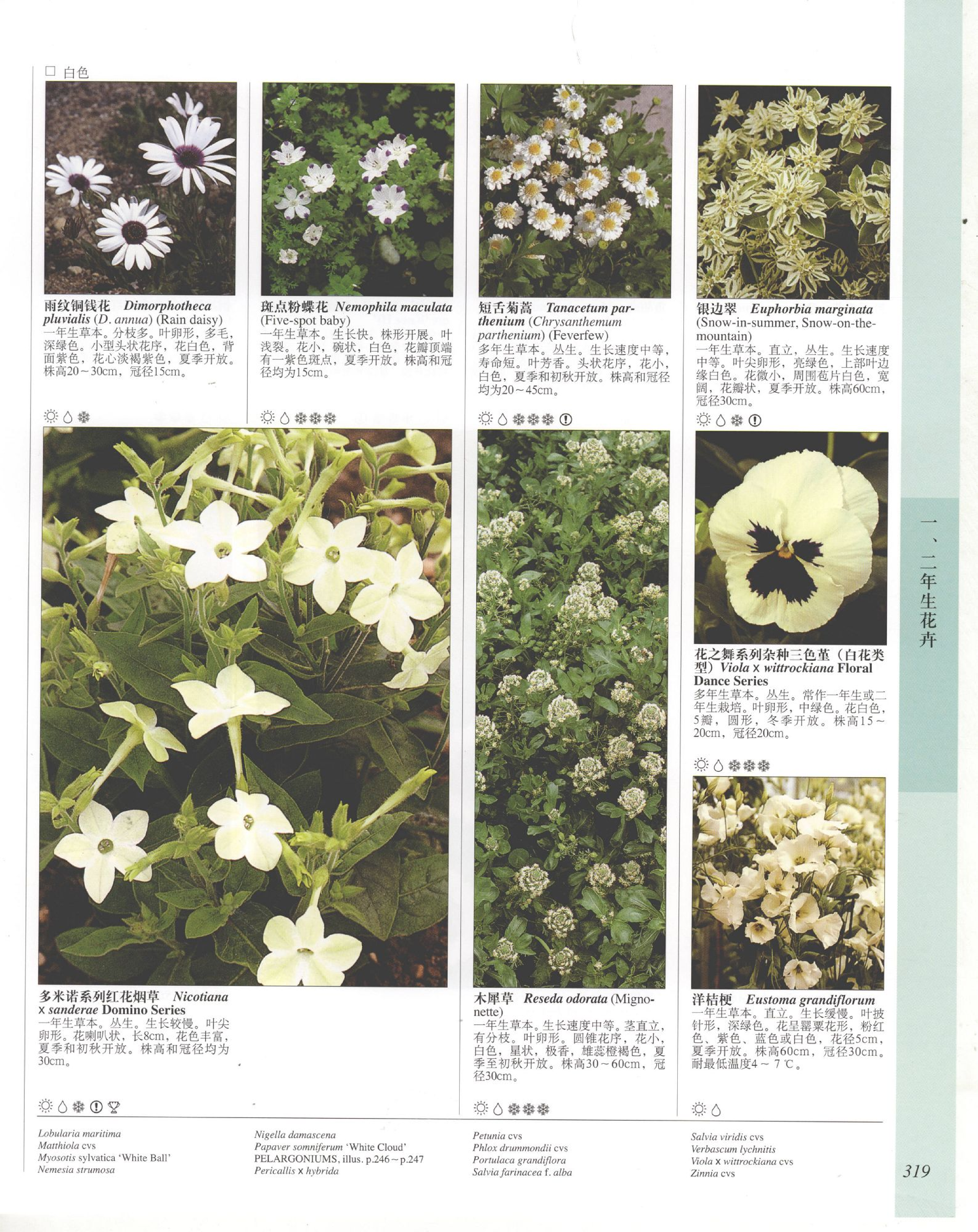 世界园林植物与花卉百科全书.7一、二年生花卉.pdf 第5页