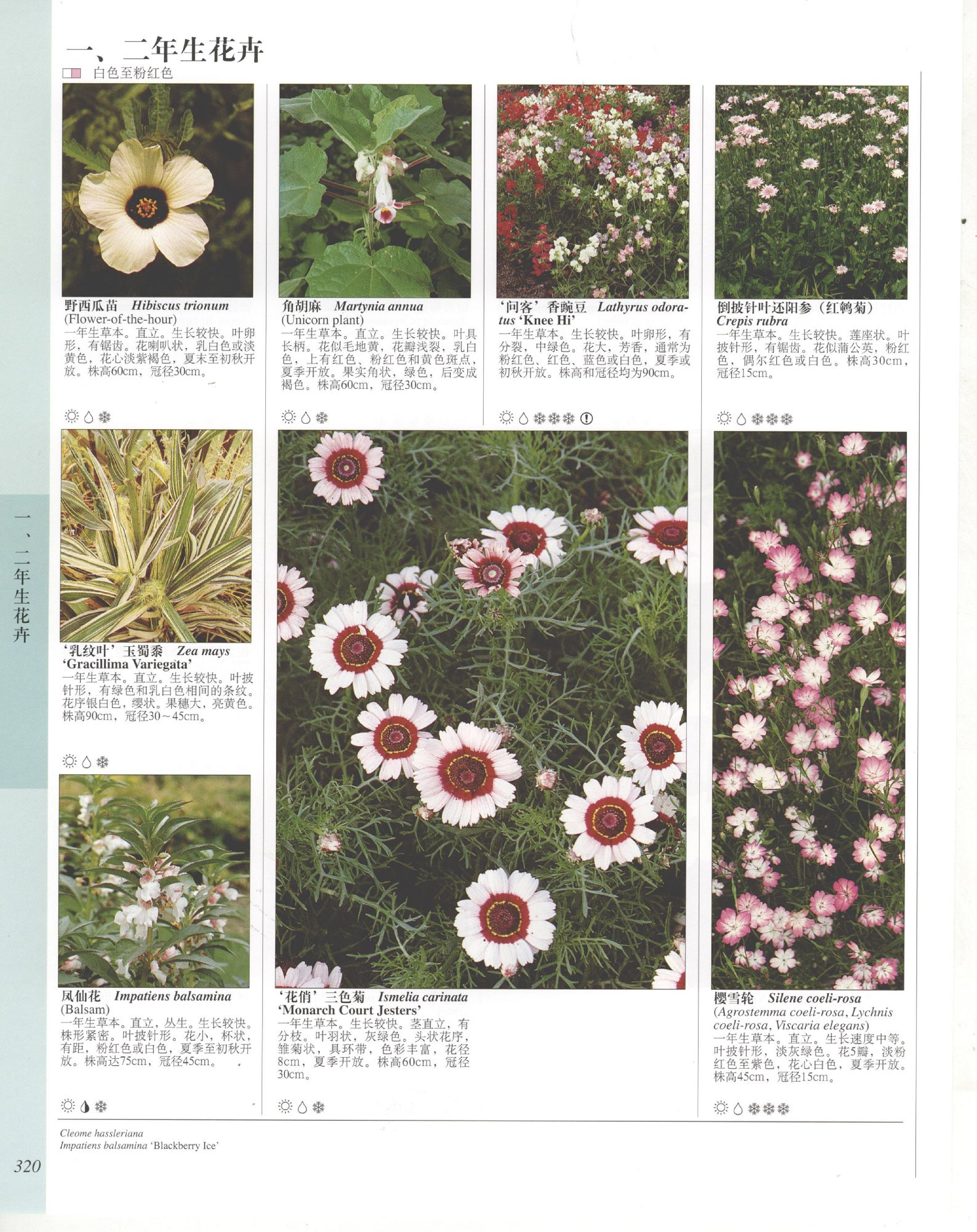 世界园林植物与花卉百科全书.7一、二年生花卉.pdf 第6页