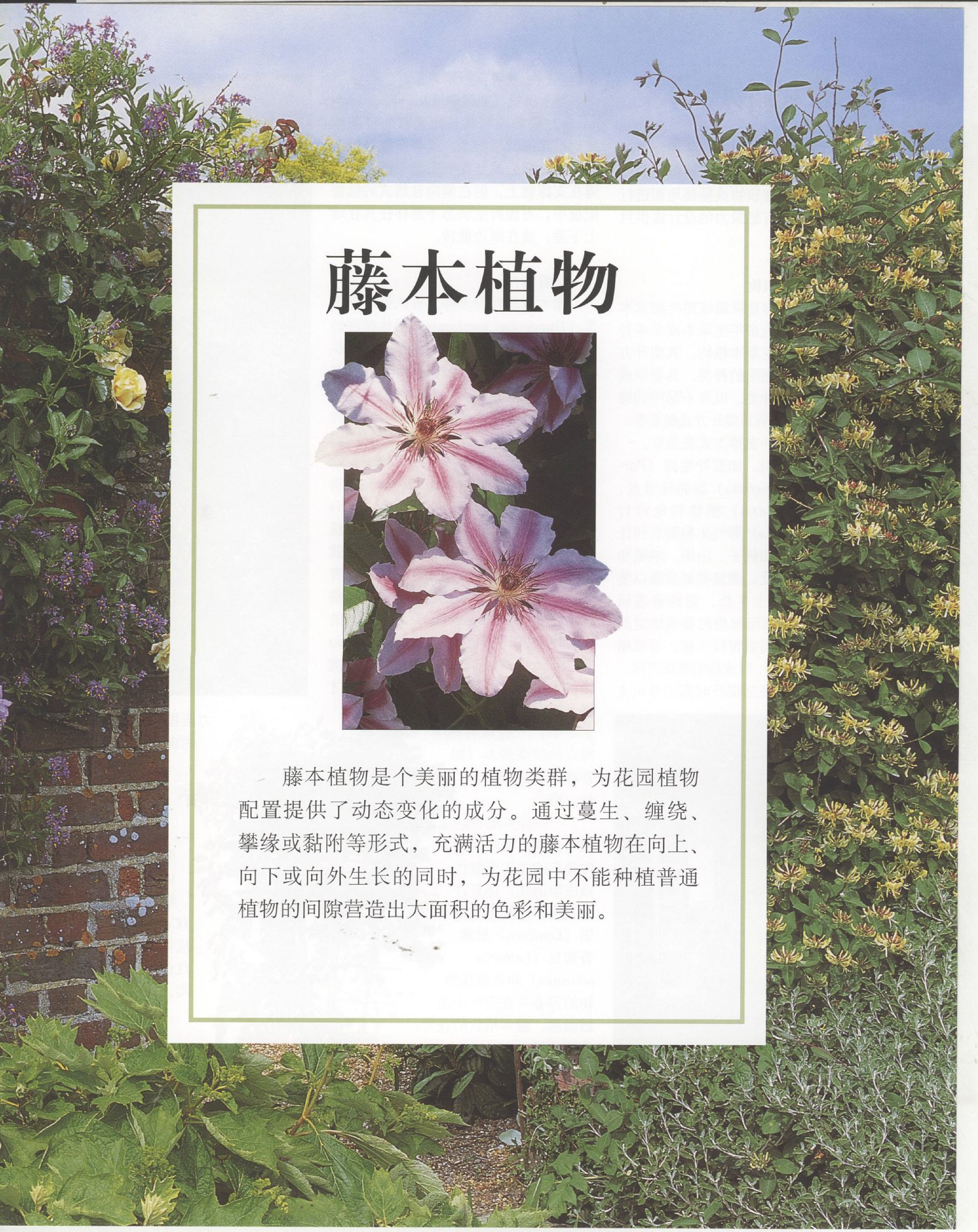 世界园林植物与花卉百科全书.6藤本植物.pdf 第1页
